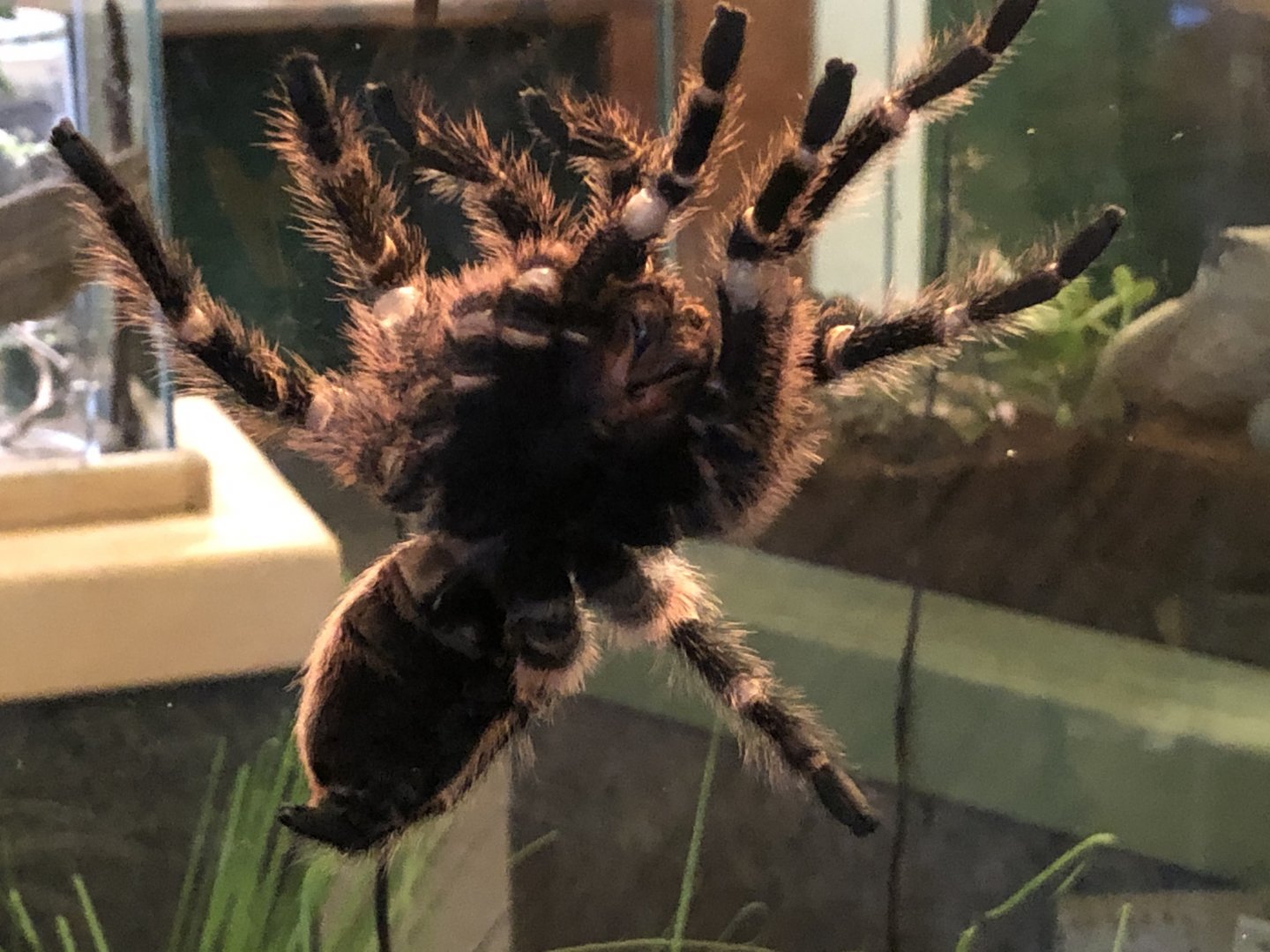 Chaco golden knee tarantula