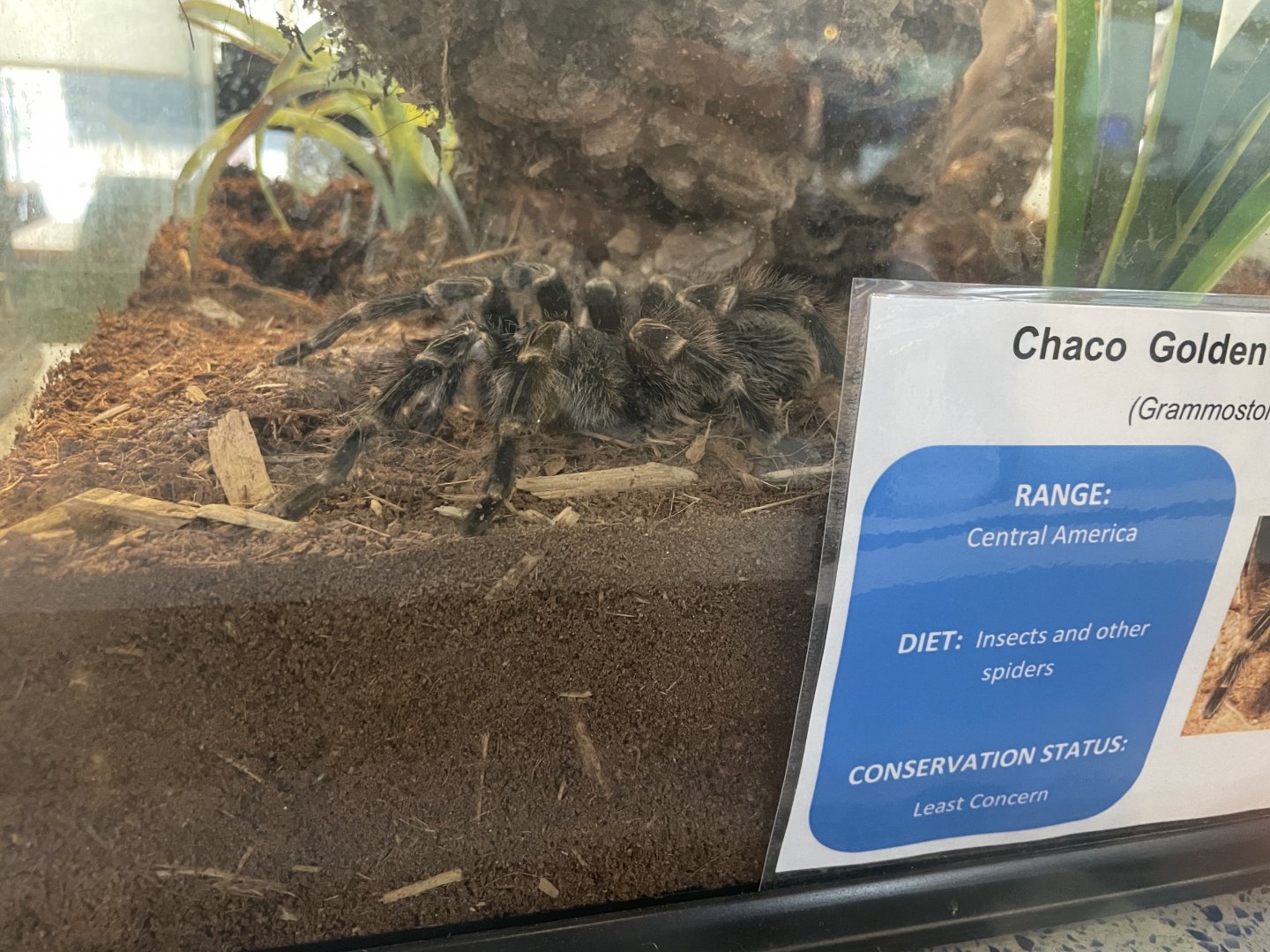 Chaco Golden-knee Tarantula