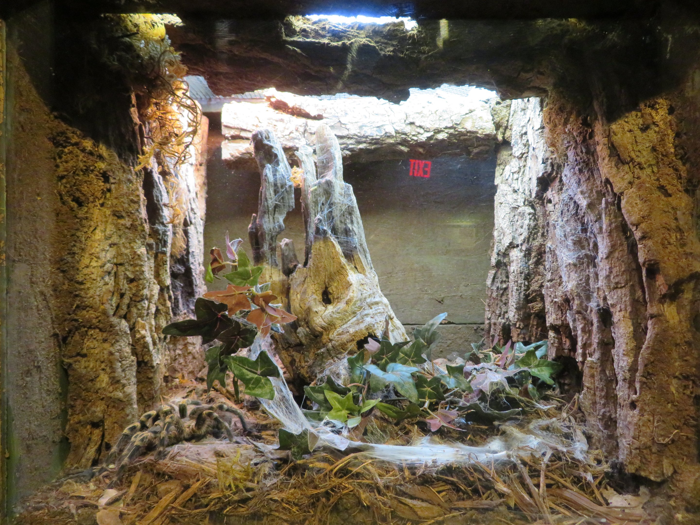 Chaco Golden-kneed Tarantula