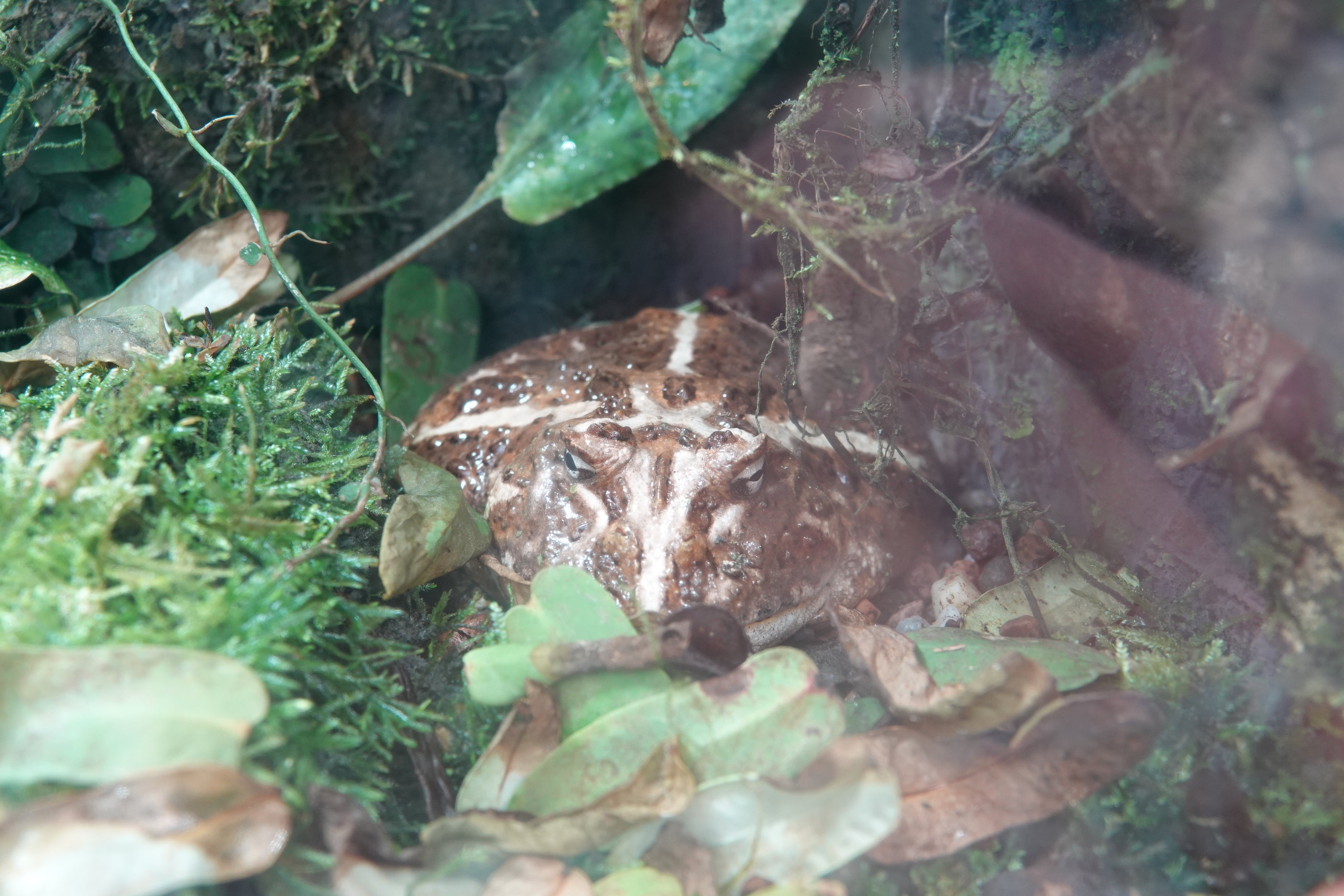 Chaco horned frog
