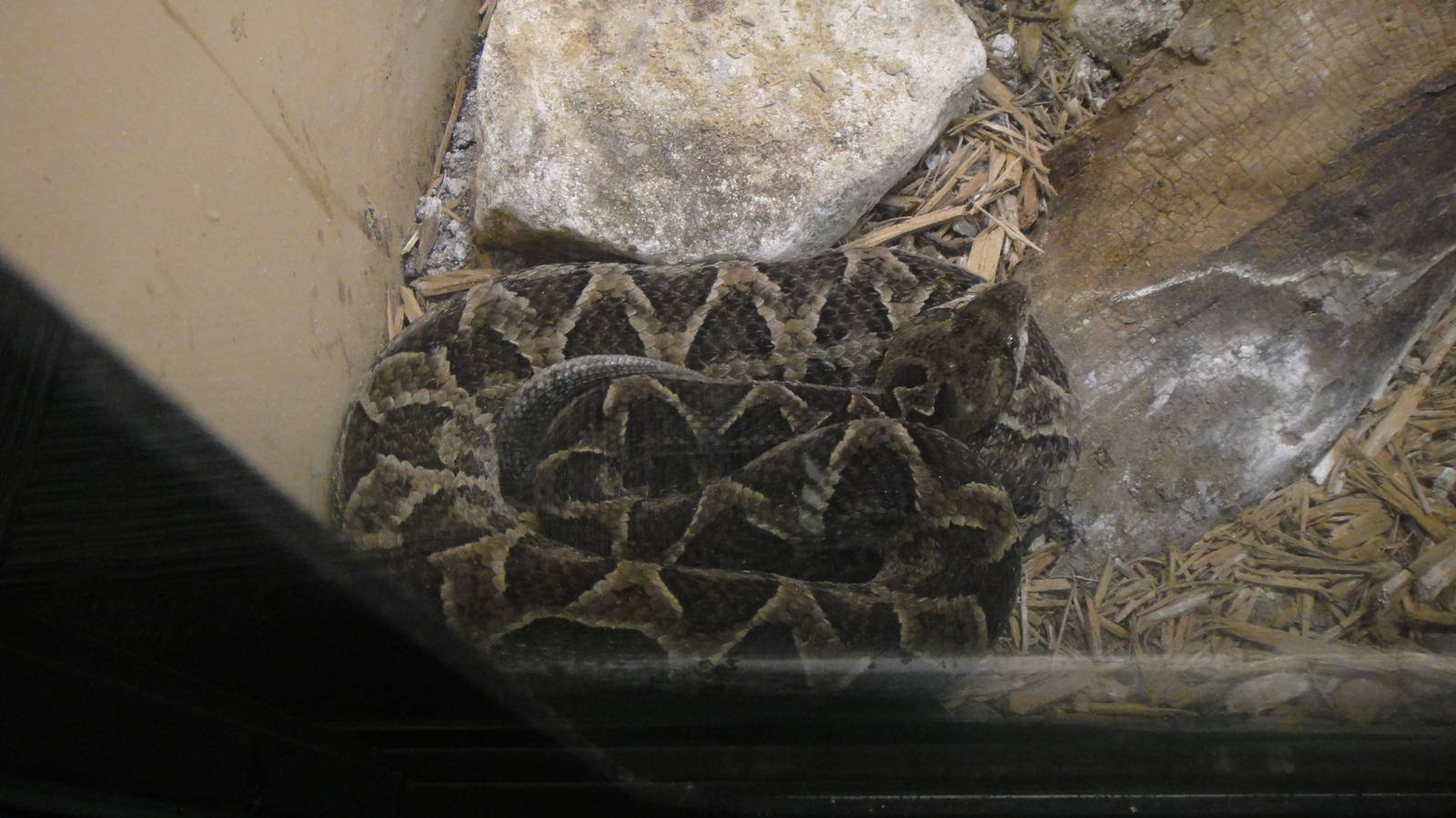 Chaco Lancehead at Dallas zoo 2015-03-12
