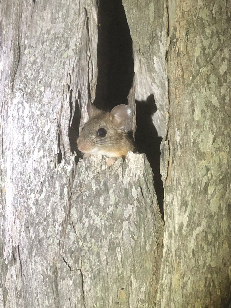 Chaco Leaf-eared Mouse (Graomys chacoensis)