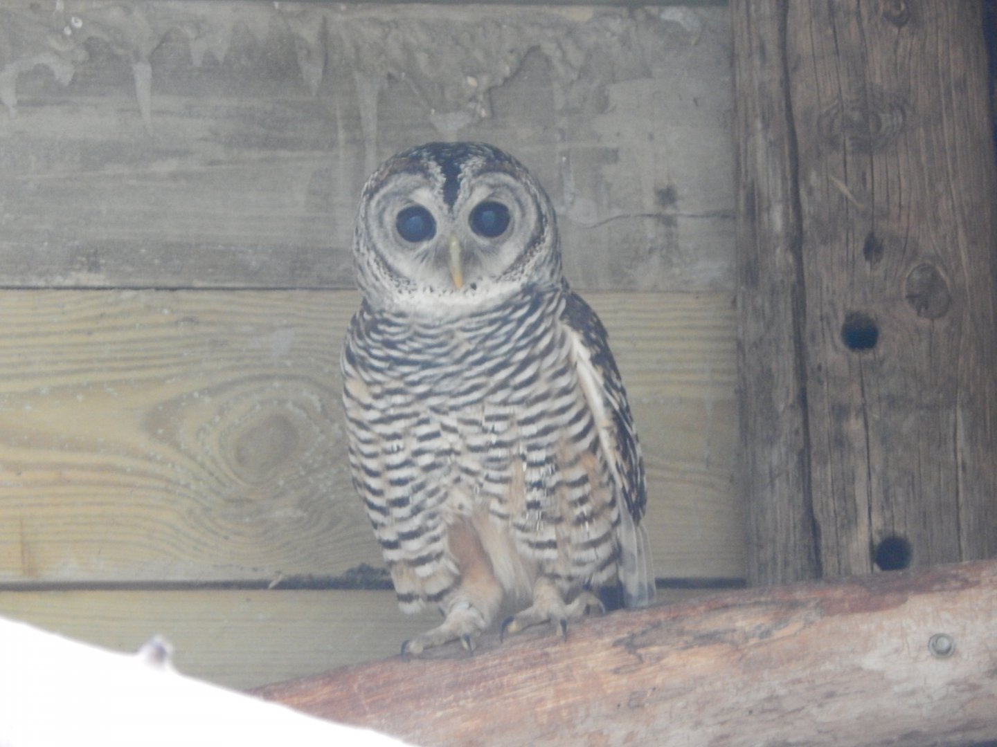 Chaco owl 021125