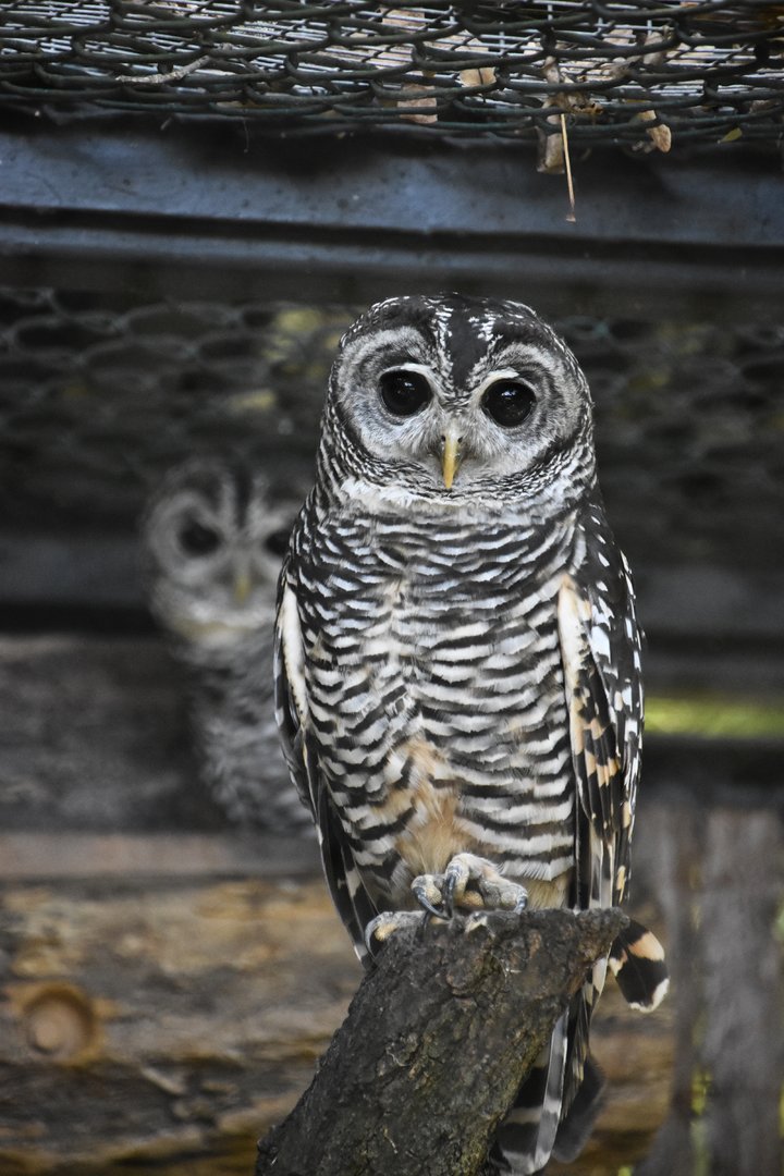 Chaco owl (and partner), Strix chacoensis