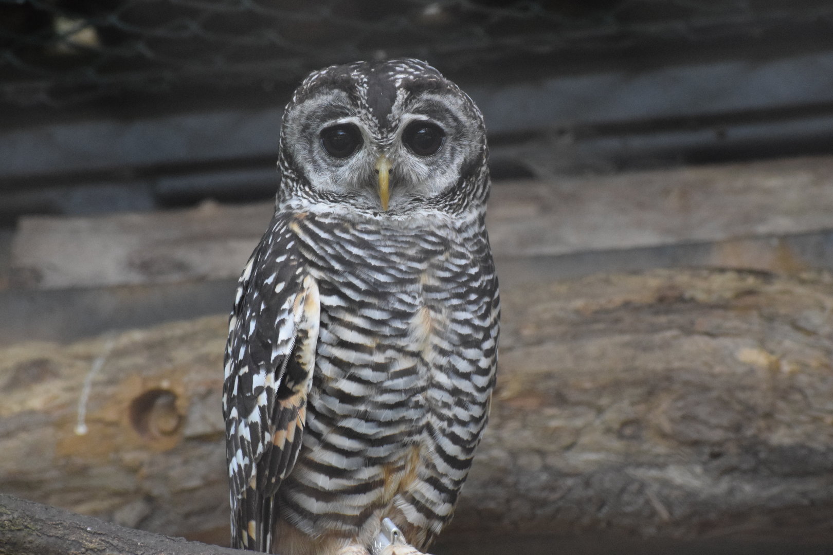 Chaco owl - August 2023