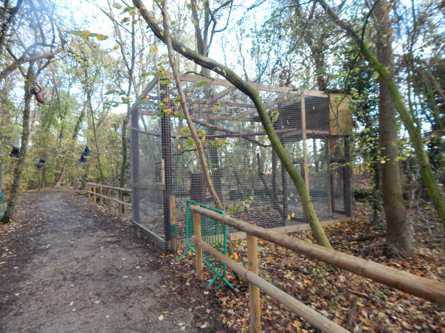 Chaco owl aviary 021125