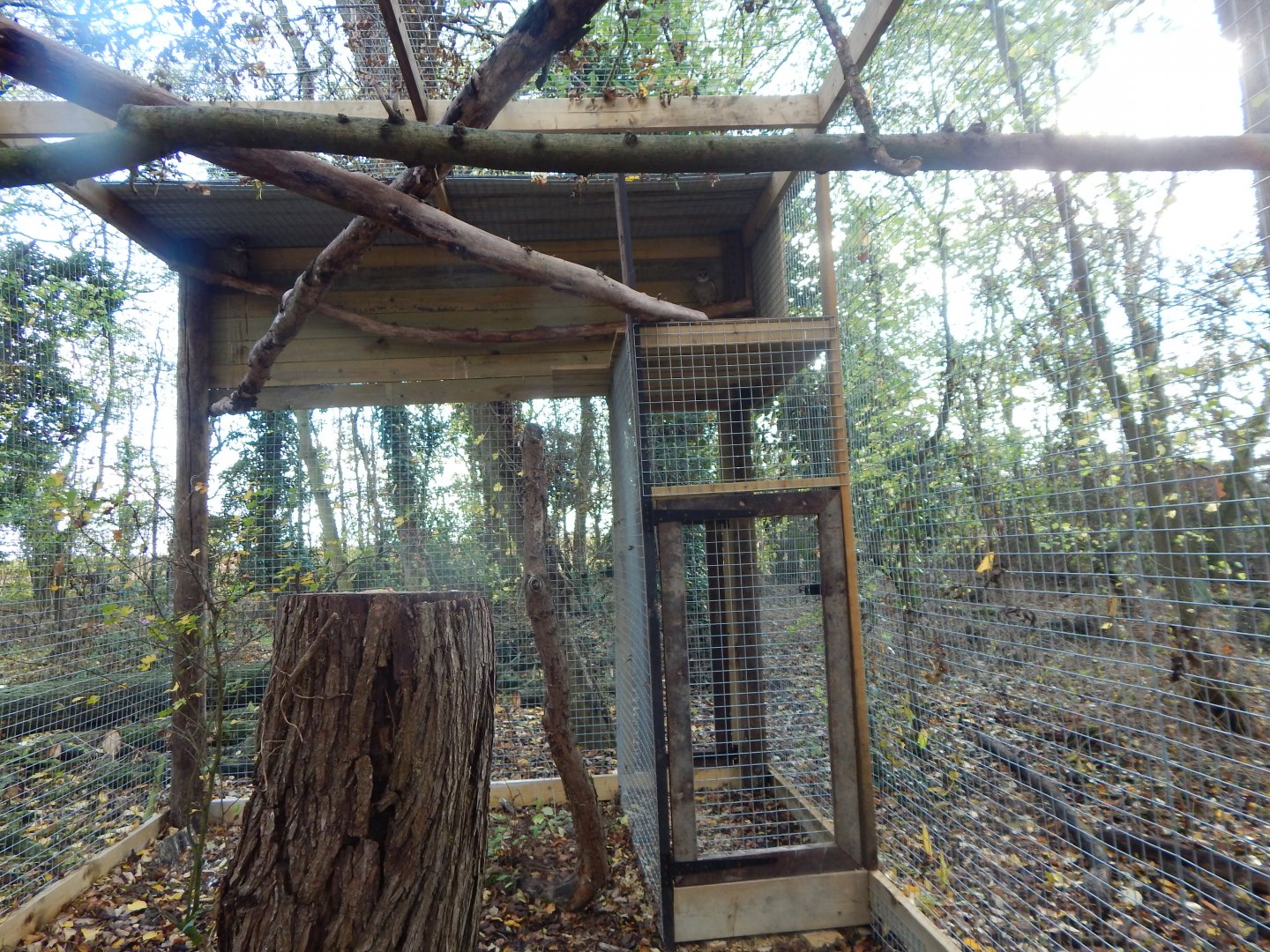Chaco owl aviary 021125