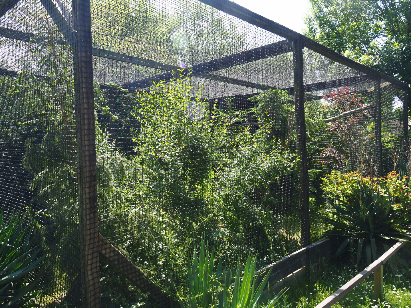 Chaco owl aviary, 2019-06-01