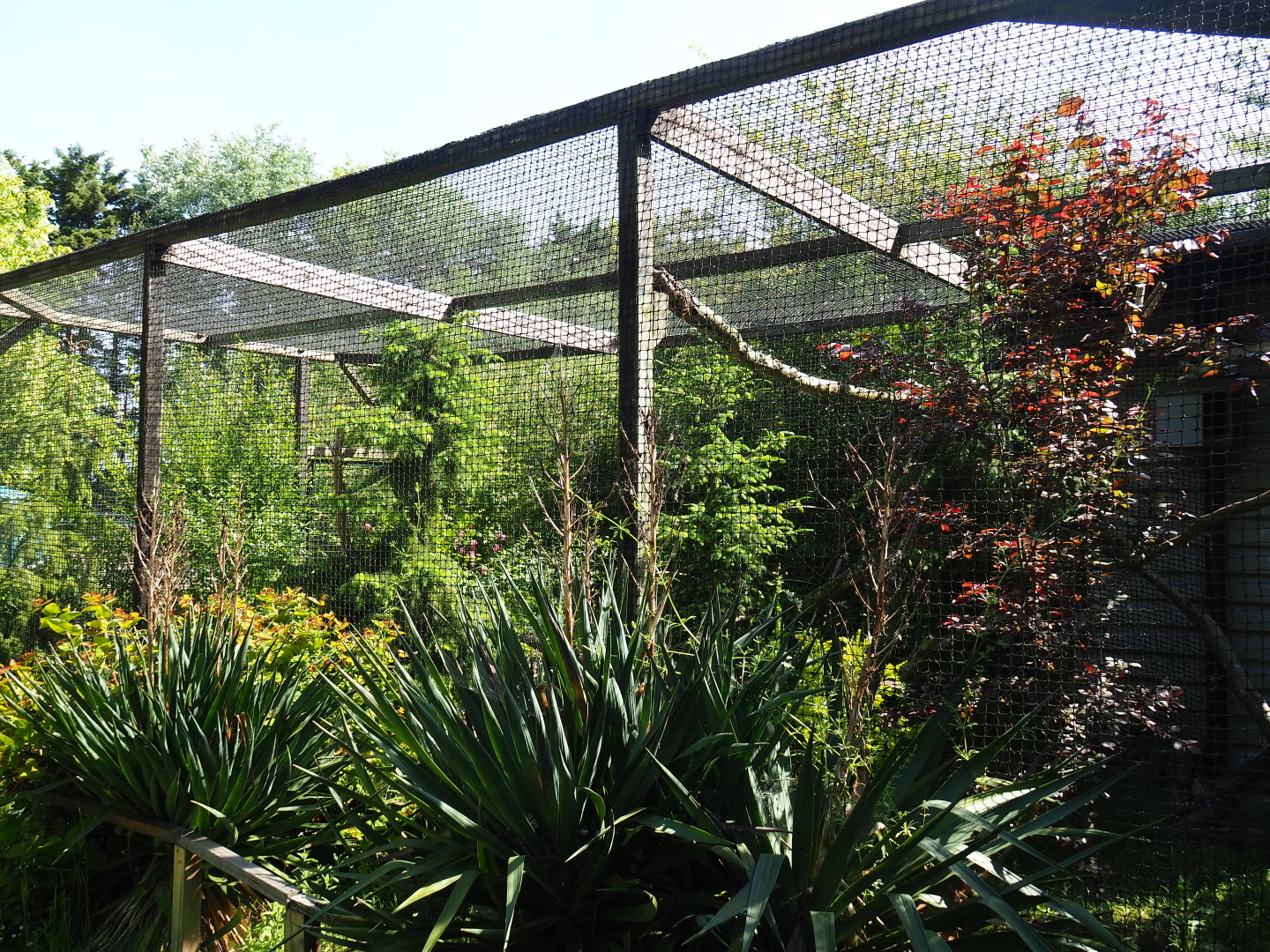 Chaco owl aviary, 2019-06-01