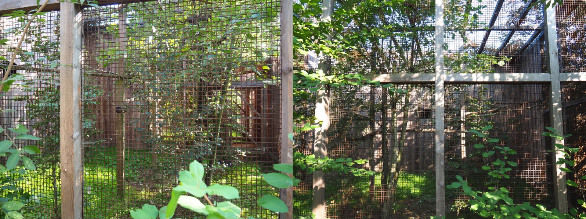 Chaco owl aviary, 2020-09-12