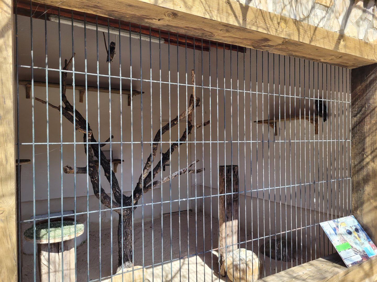 Chaco owl exhibit -Tierra Rapaz (2024)