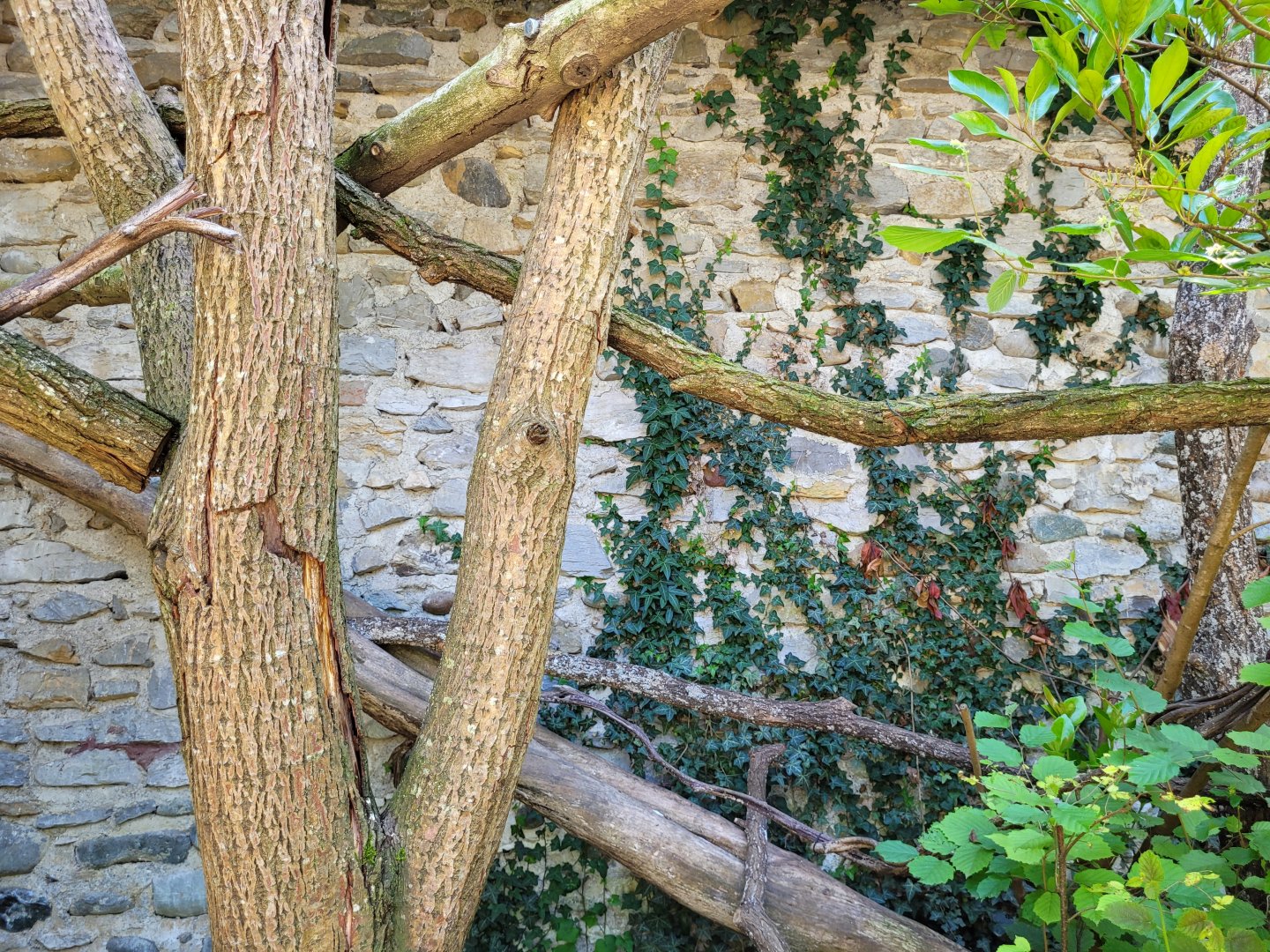 Chaco owl exhibit -Zoo d'Asson (2022)