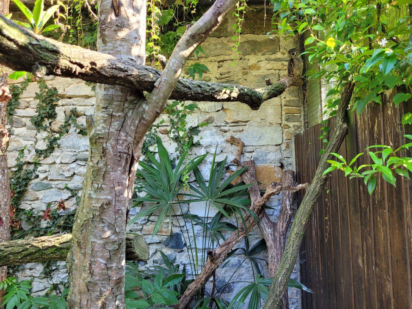 Chaco owl exhibit -Zoo d'Asson (2022)