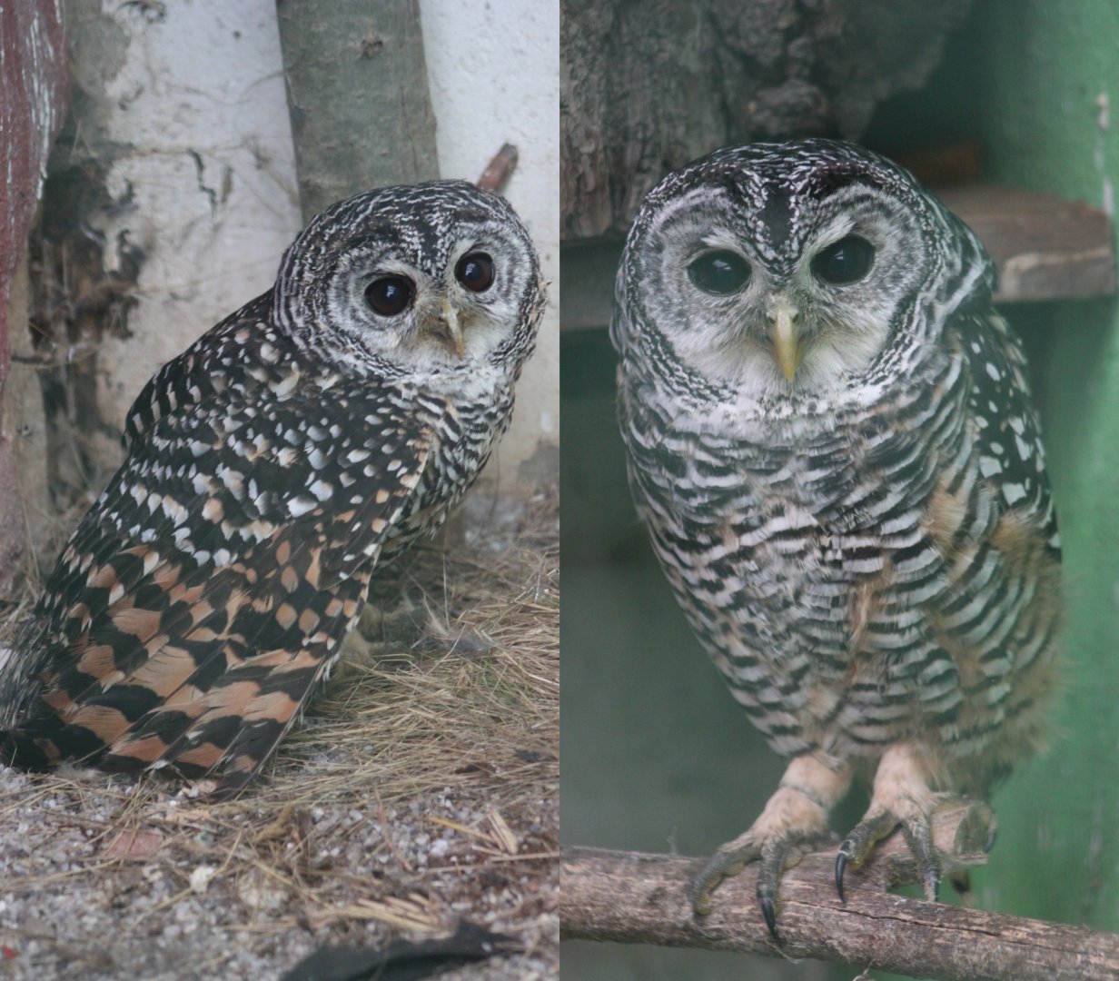 Chaco owl or Rufous-legged owl?