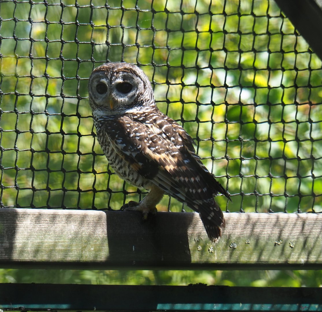 Chaco owl (Strix chacoensis), 2019-06-01