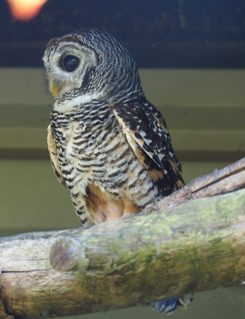 Chaco owl (Strix chacoensis), 2019-06-01