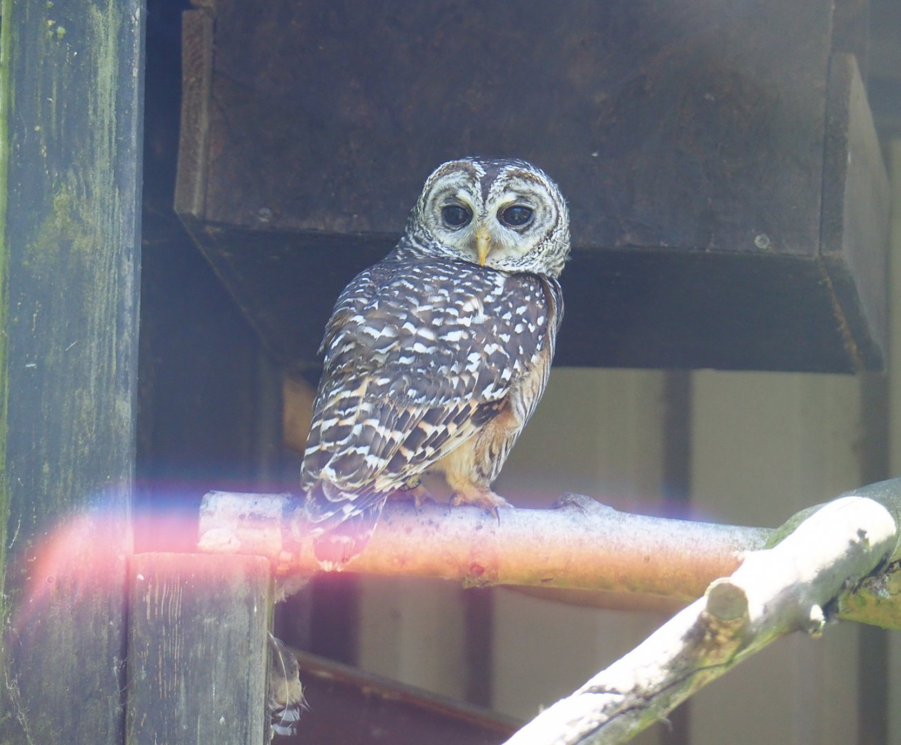 Chaco owl (Strix chacoensis), 2019-06-01