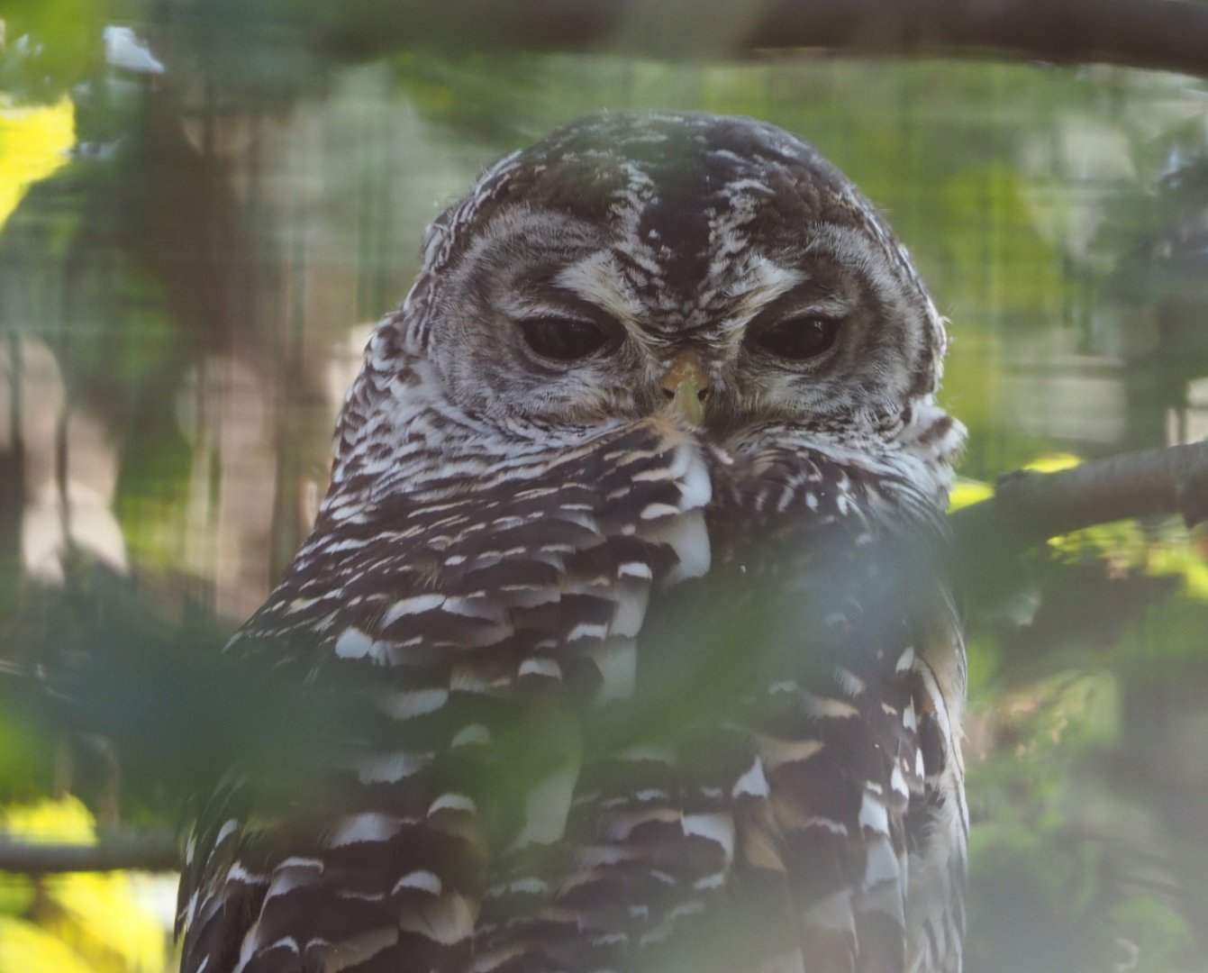 Chaco owl (Strix chacoensis), 2020-09-12