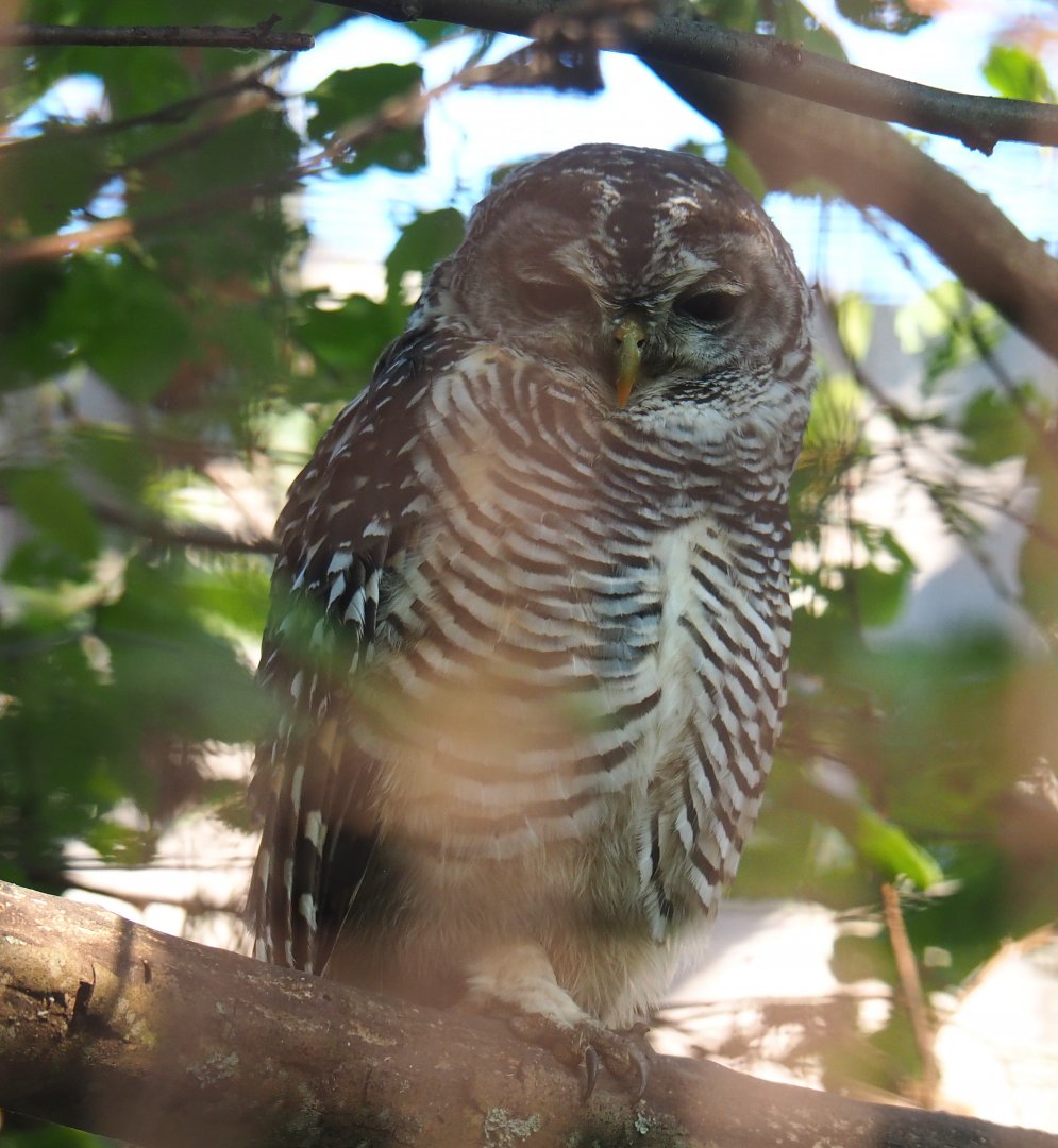 Chaco owl (Strix chacoensis), 2020-09-12