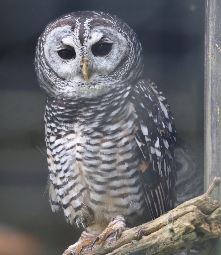 Chaco owl (Strix chacoensis), 2024-05-11