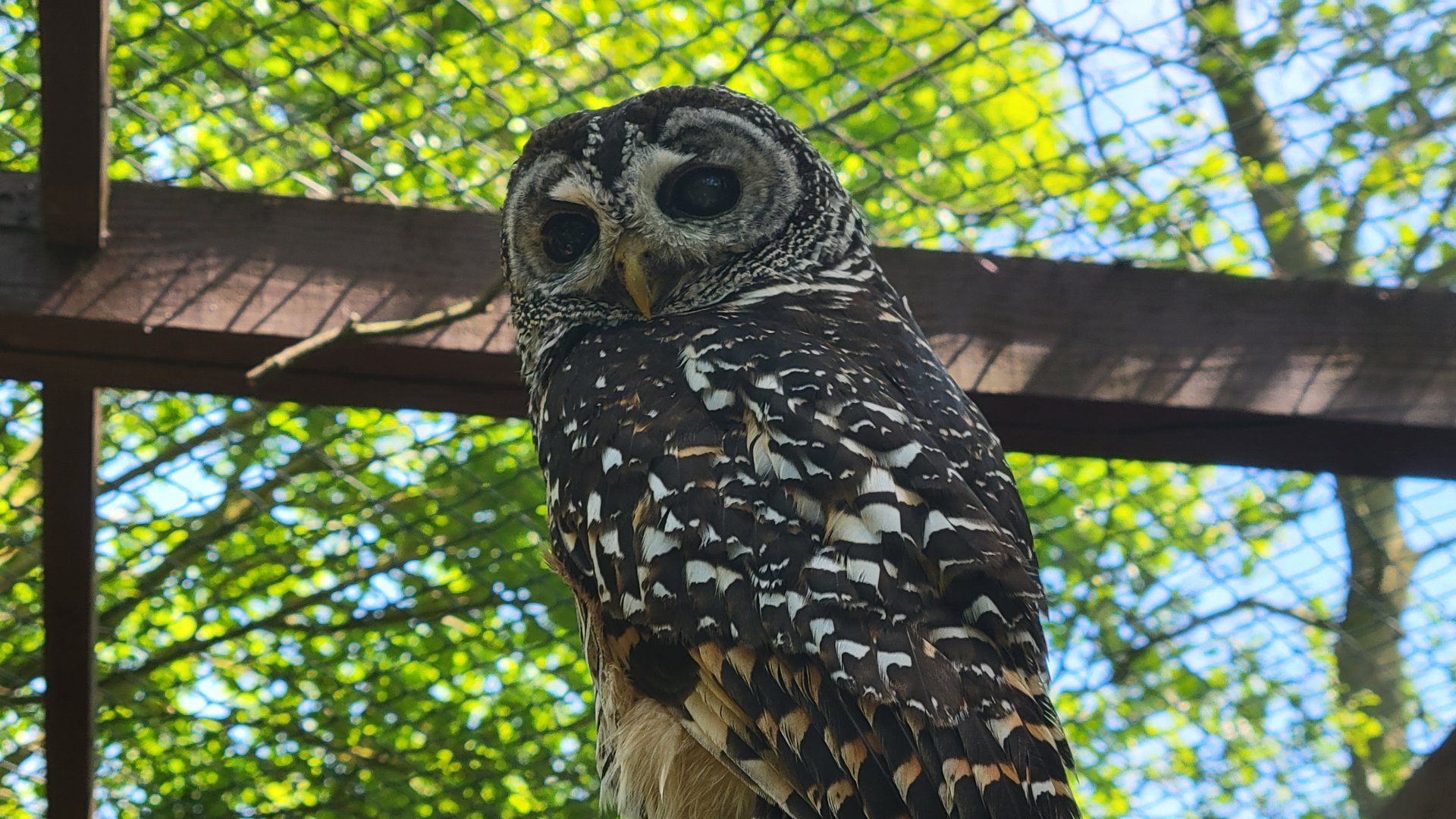 Chaco owl (Strix chacoensis)