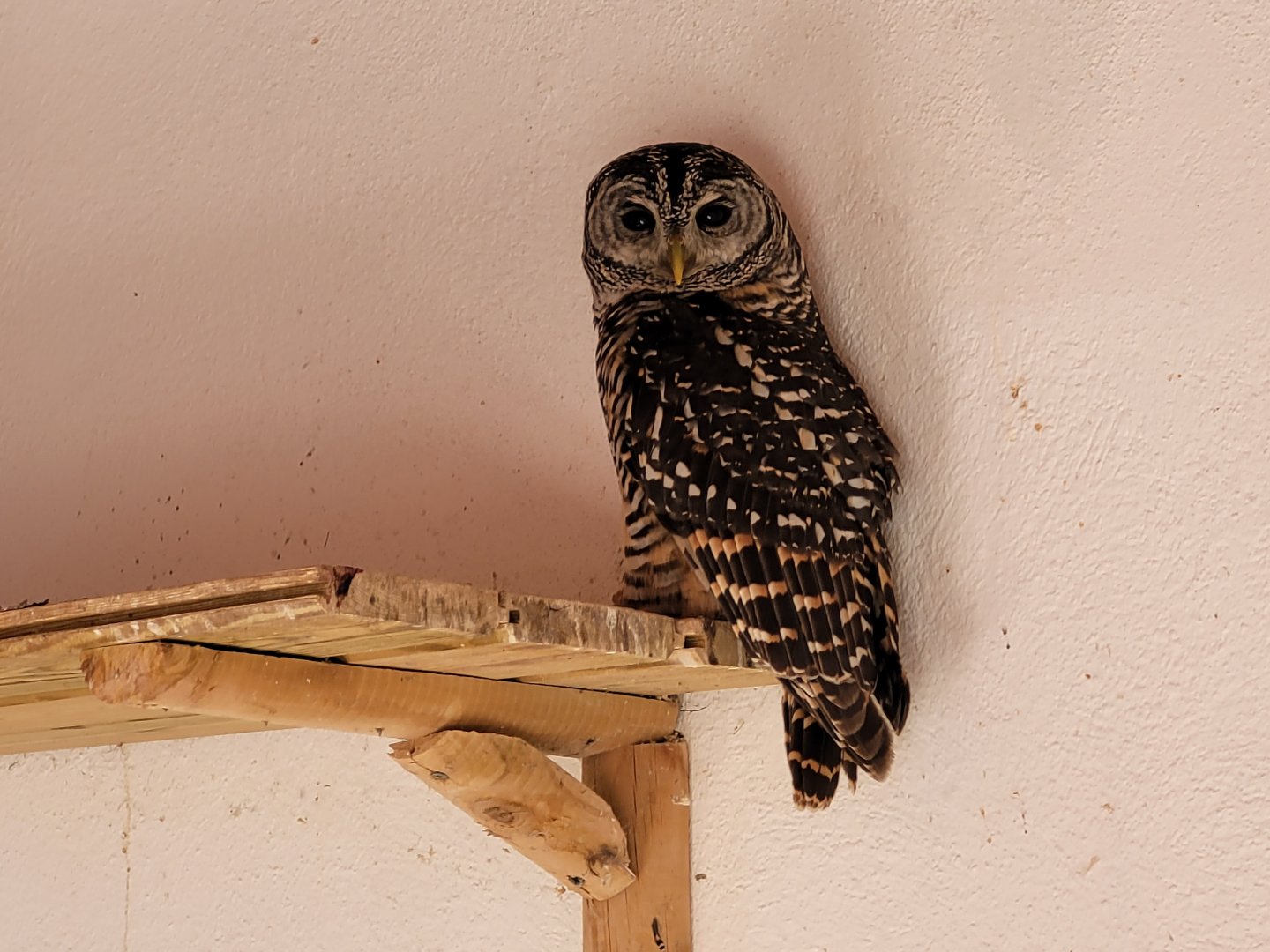 Chaco owl -Tierra Rapaz (2024)