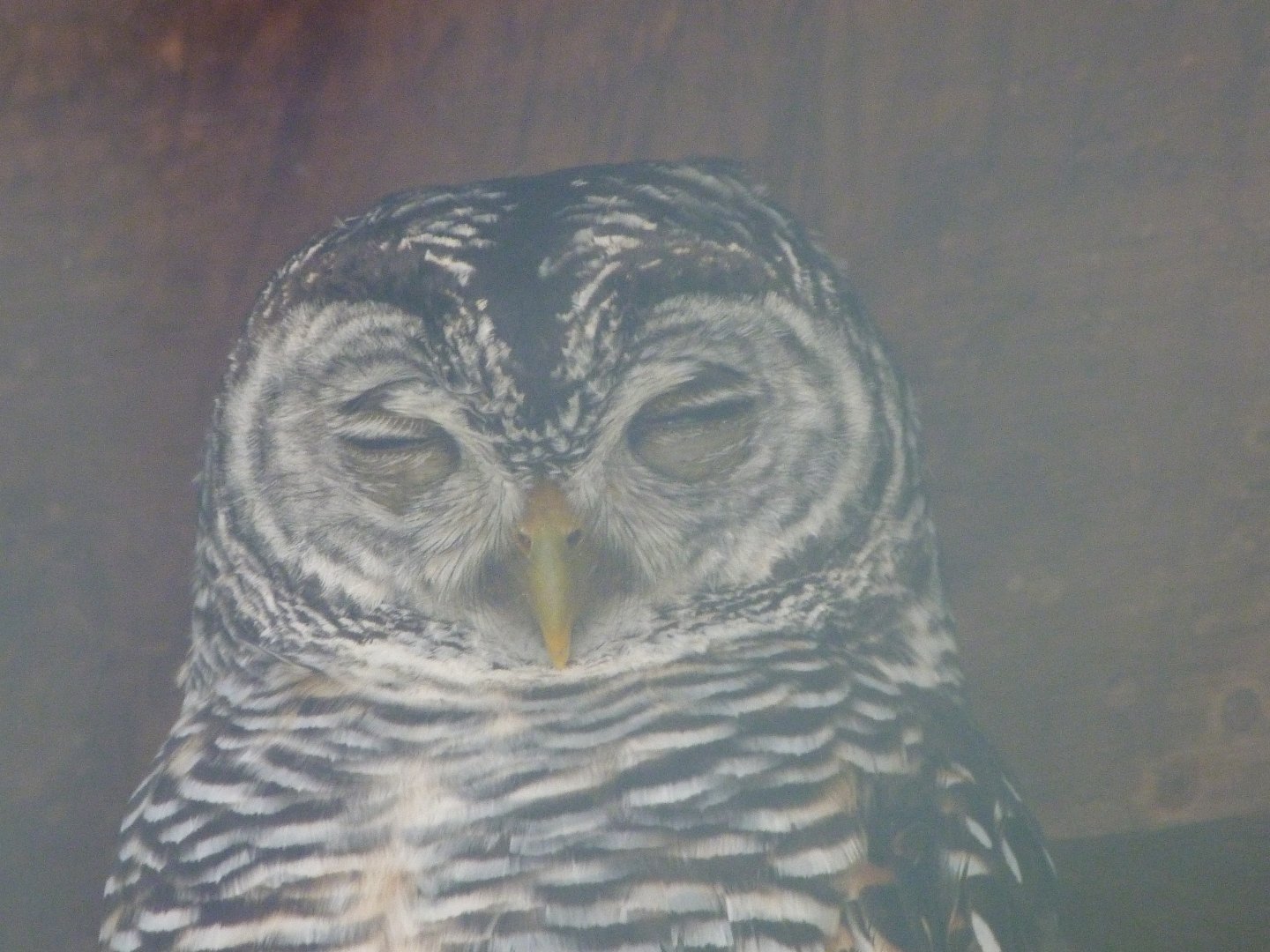 Chaco owl -Zoo d'Asson (2025)