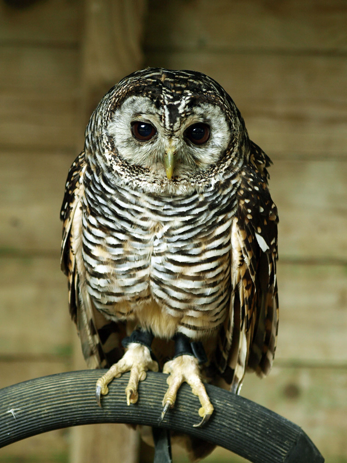 Chaco owl