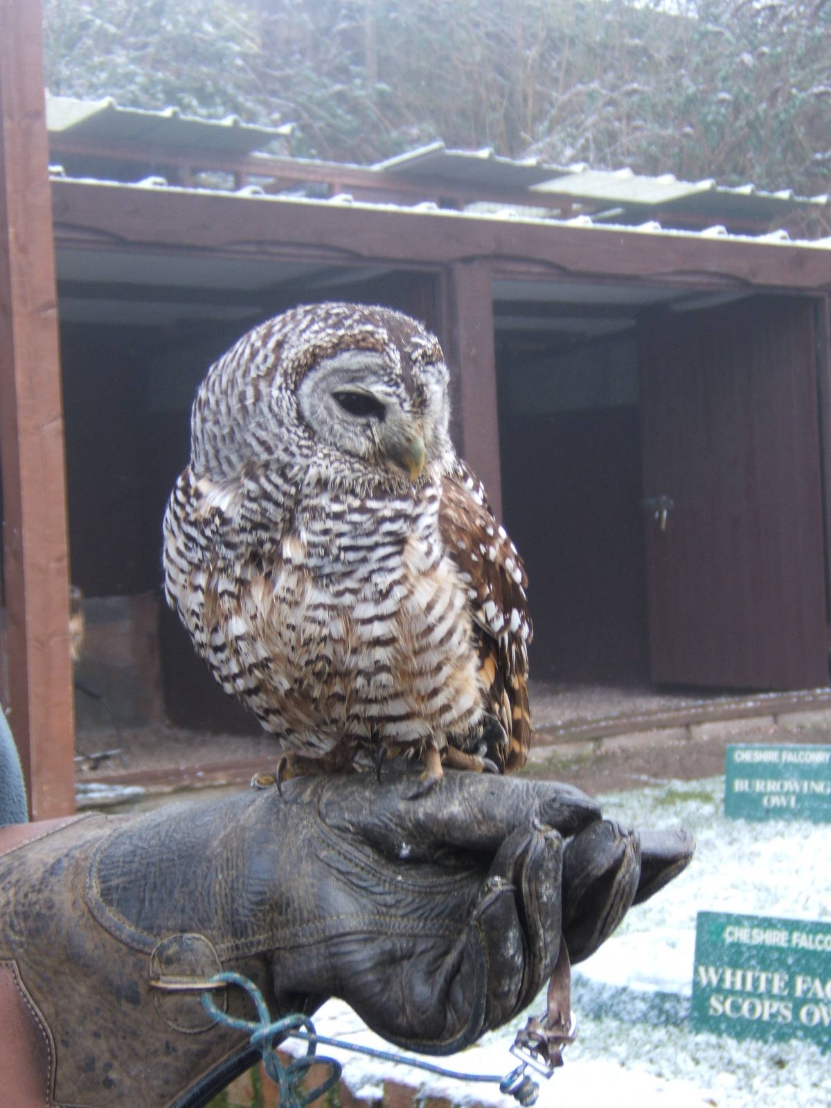Chaco Owl