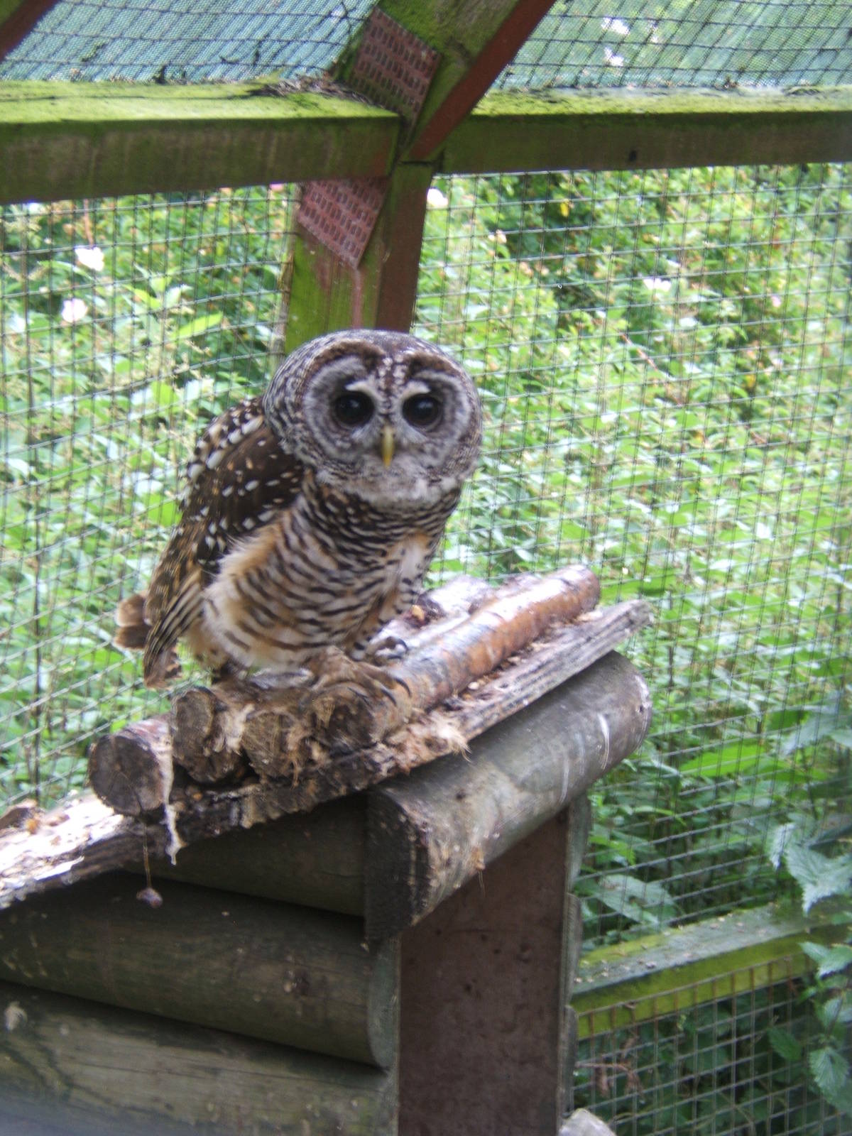 Chaco Owl