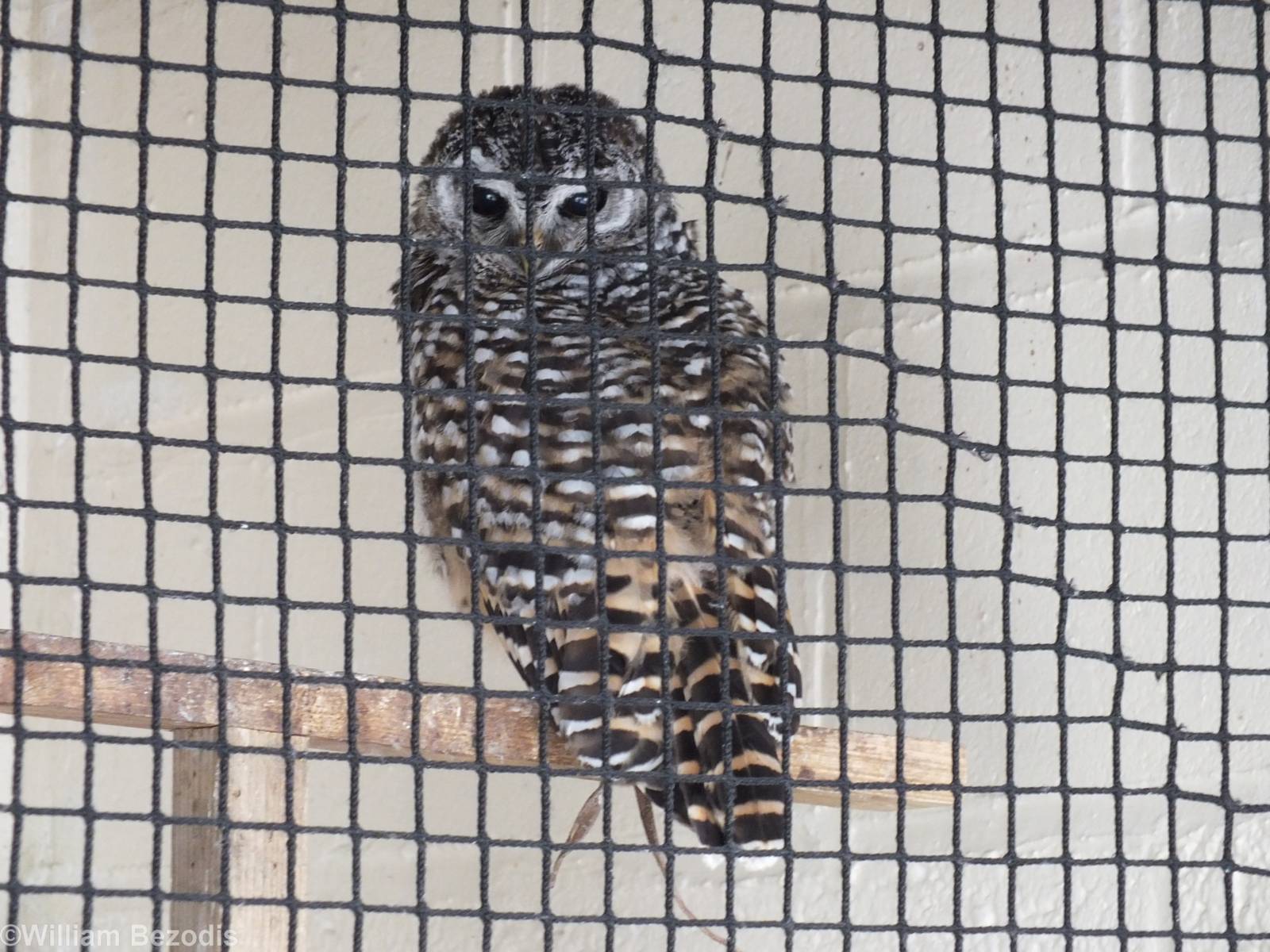 Chaco Owl