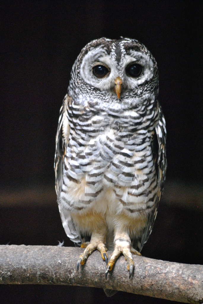 Chaco owl
