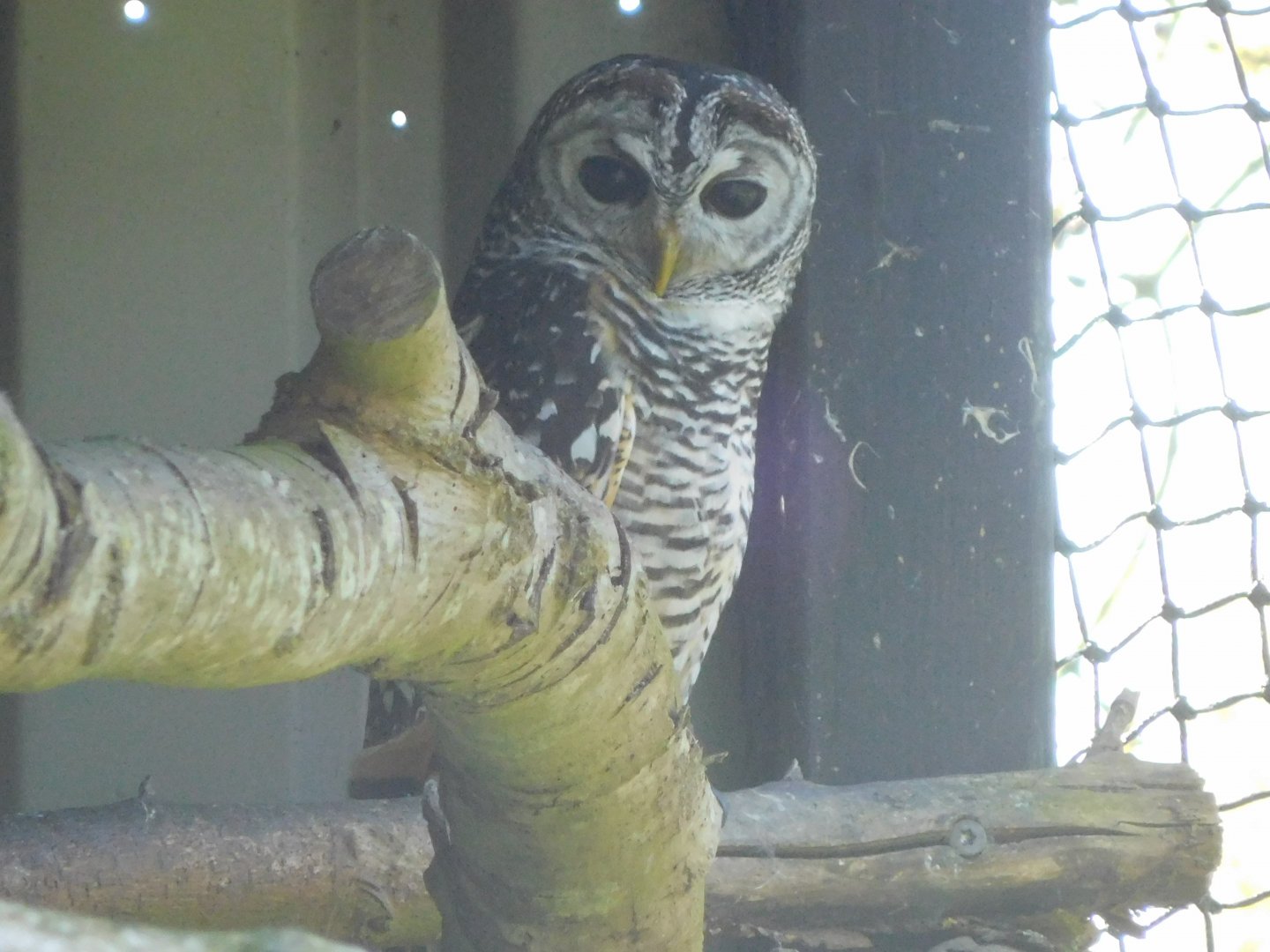 Chaco owl