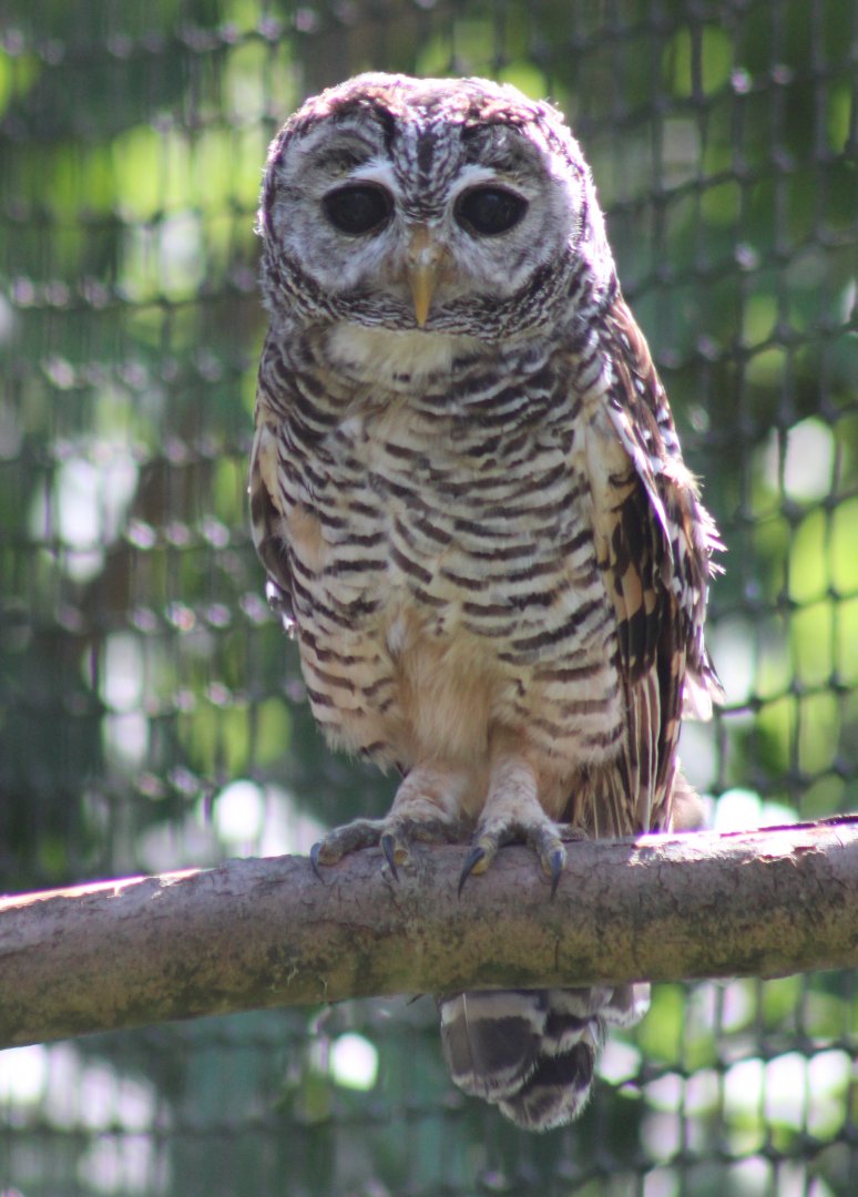 Chaco owl