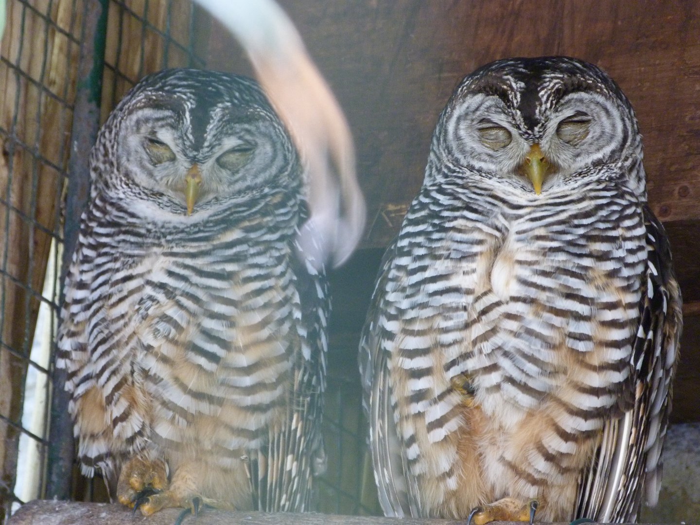 Chaco owls -Zoo d'Asson (2025)
