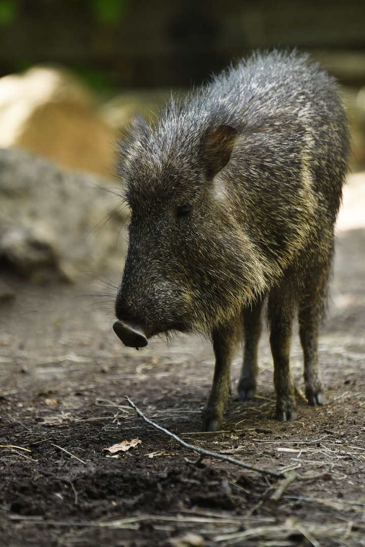 Chaco pecari (Catagonus wagneri)