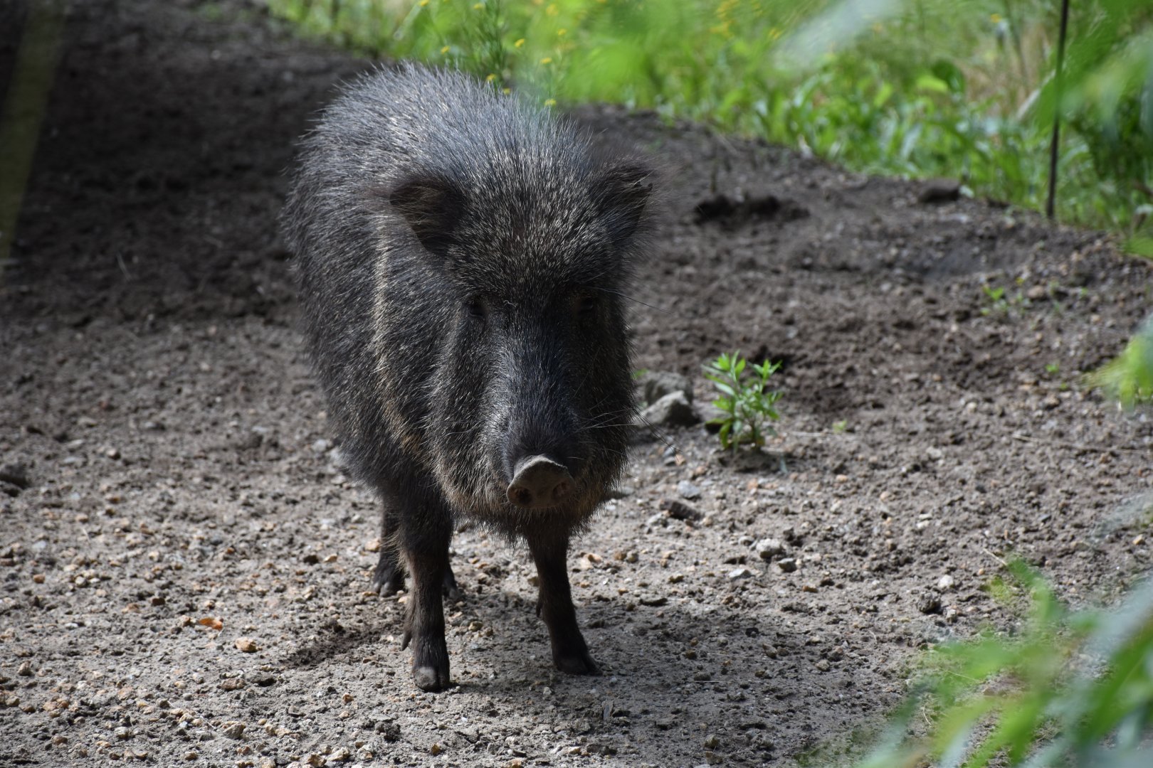 Chaco peccary