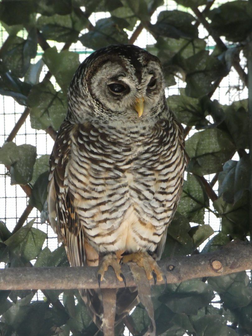 Chaco/Rufous-legged hybrid owl