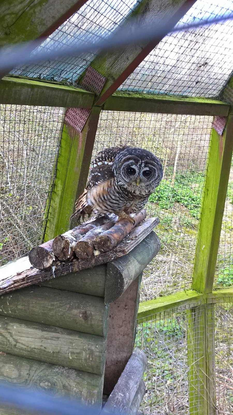 Chaco/Rufous-legged Owl