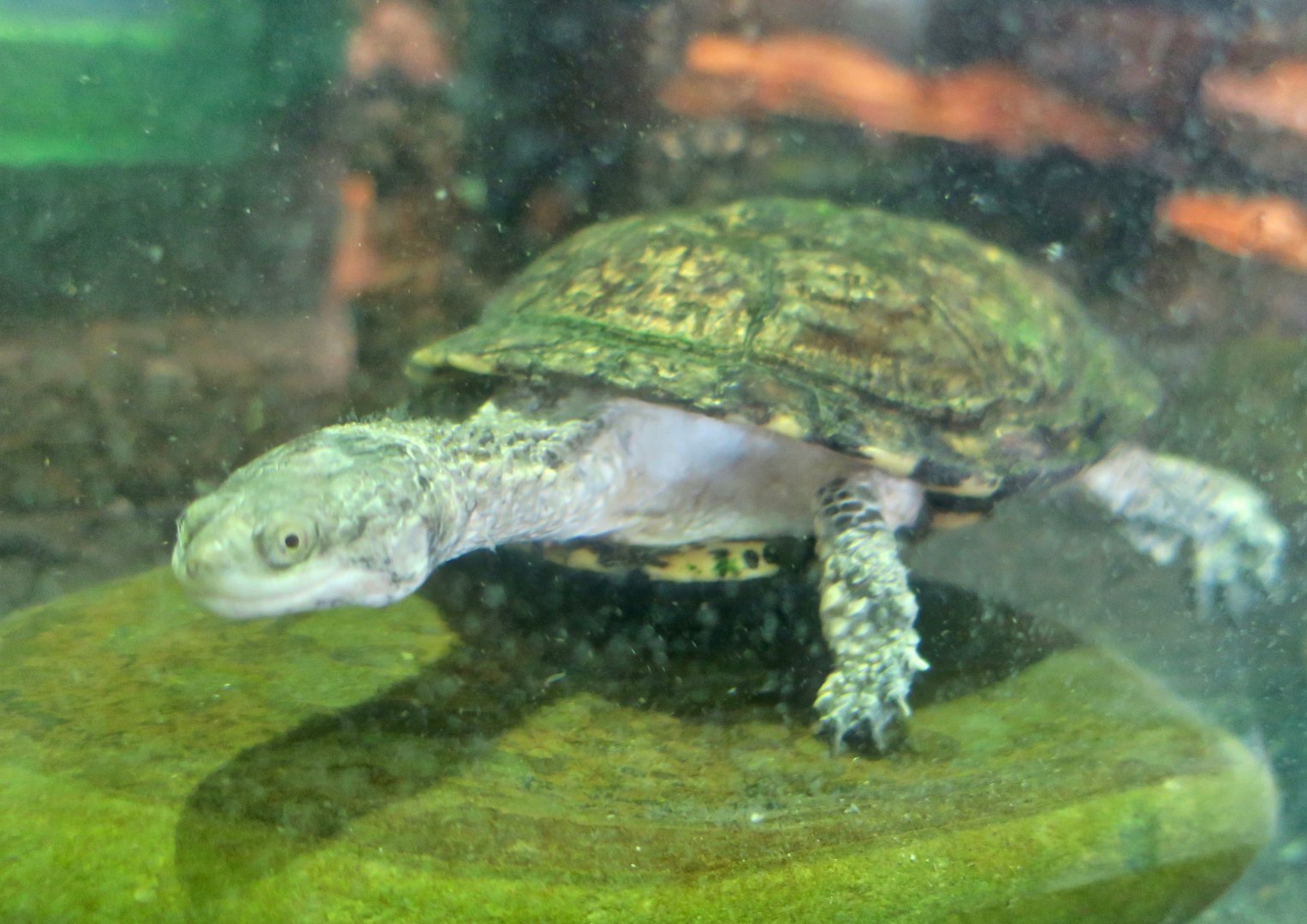 Chaco Side-Necked Turtle (Acanthochelys pallidipectoris)