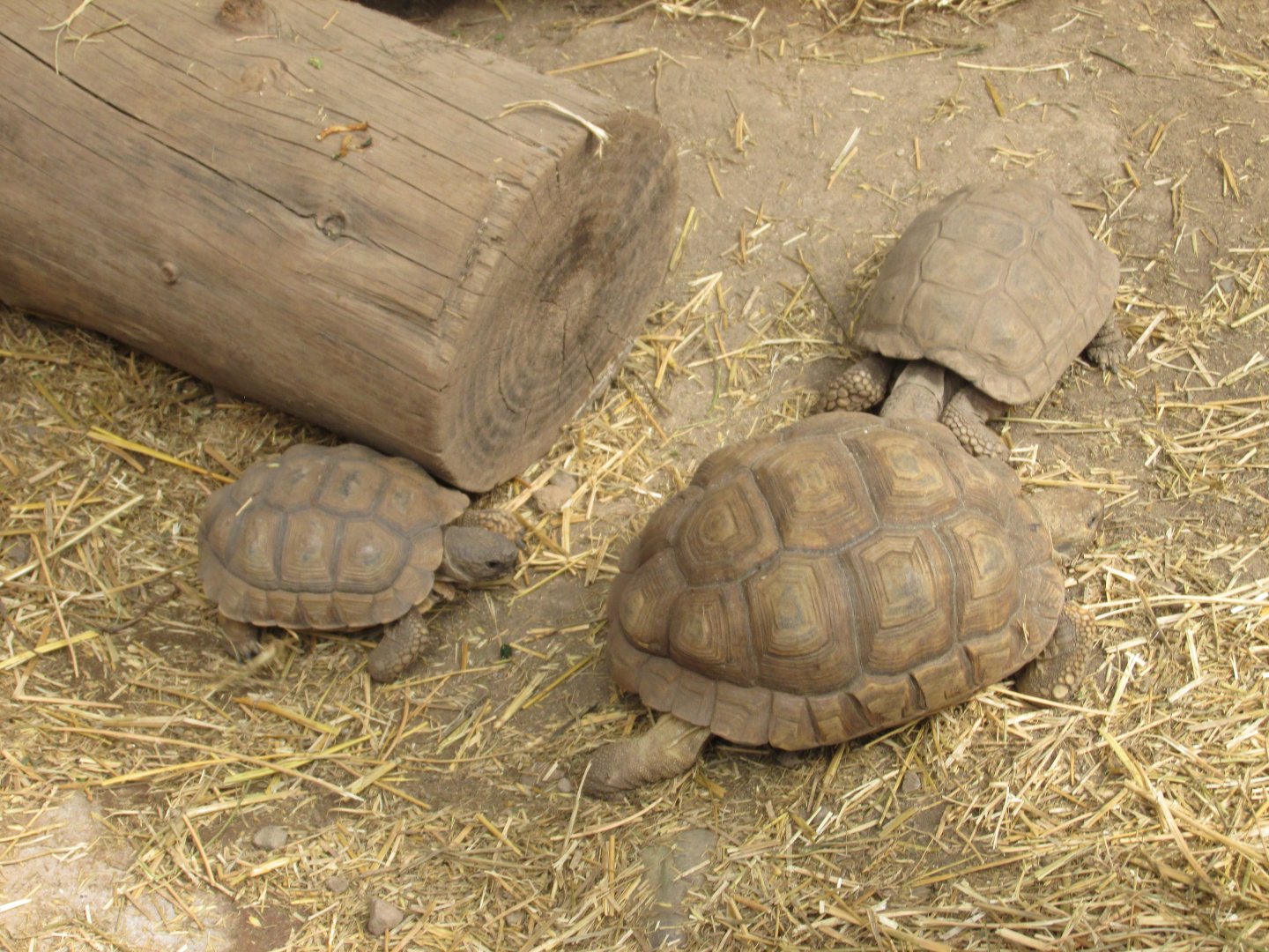 chaco tortoise bu in zoo