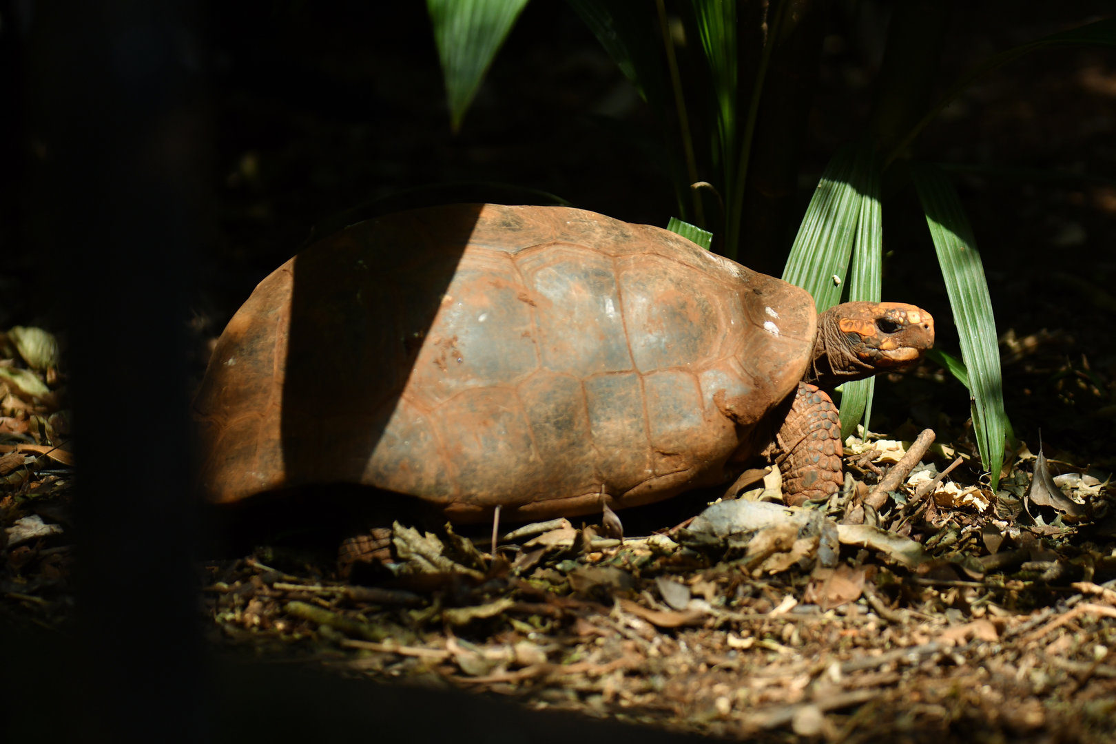 Chaco tortoise (Chelonoidis chilensis)