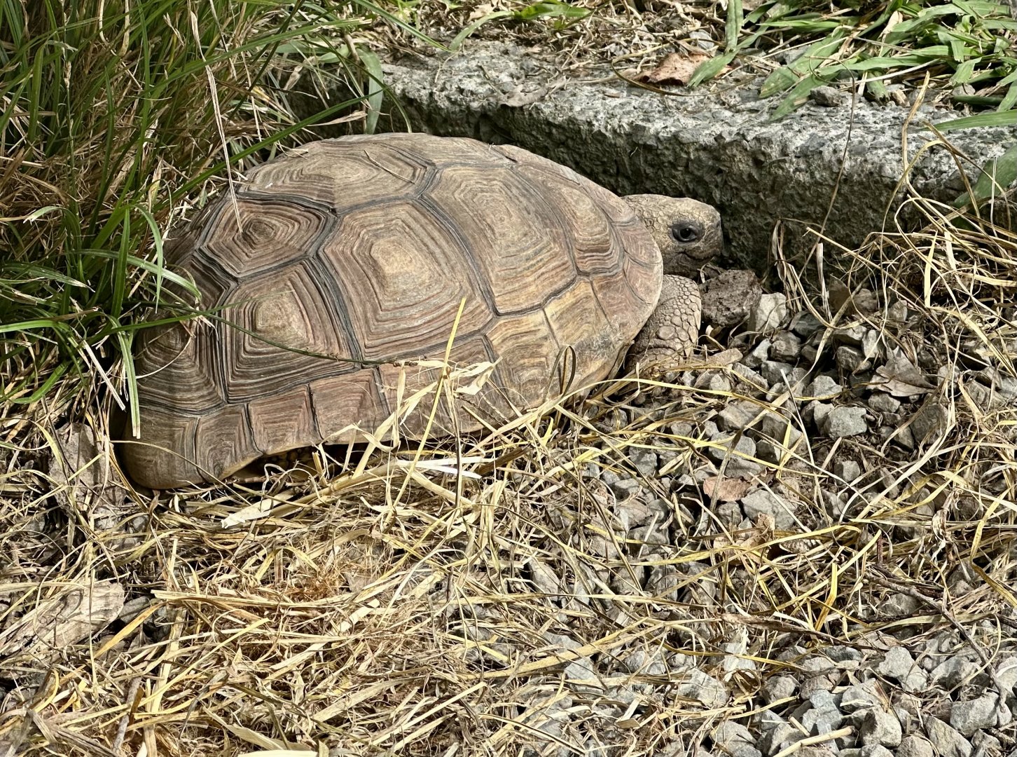 Chaco tortoise (Chelonoidis chilensis)