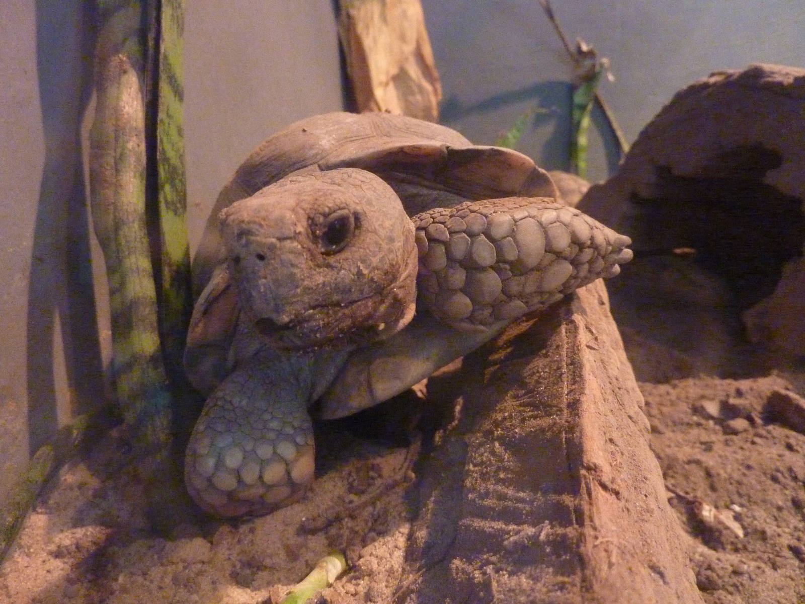 Chaco tortoise