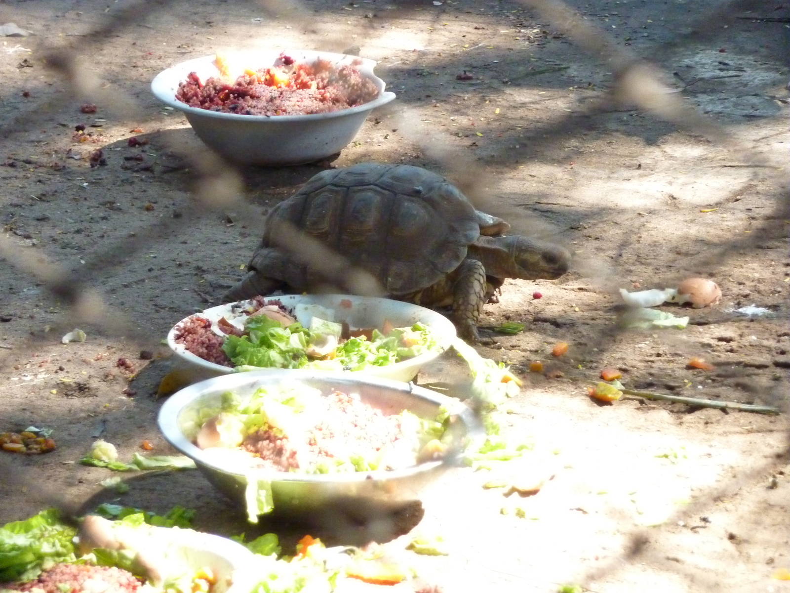 Chaco tortoise