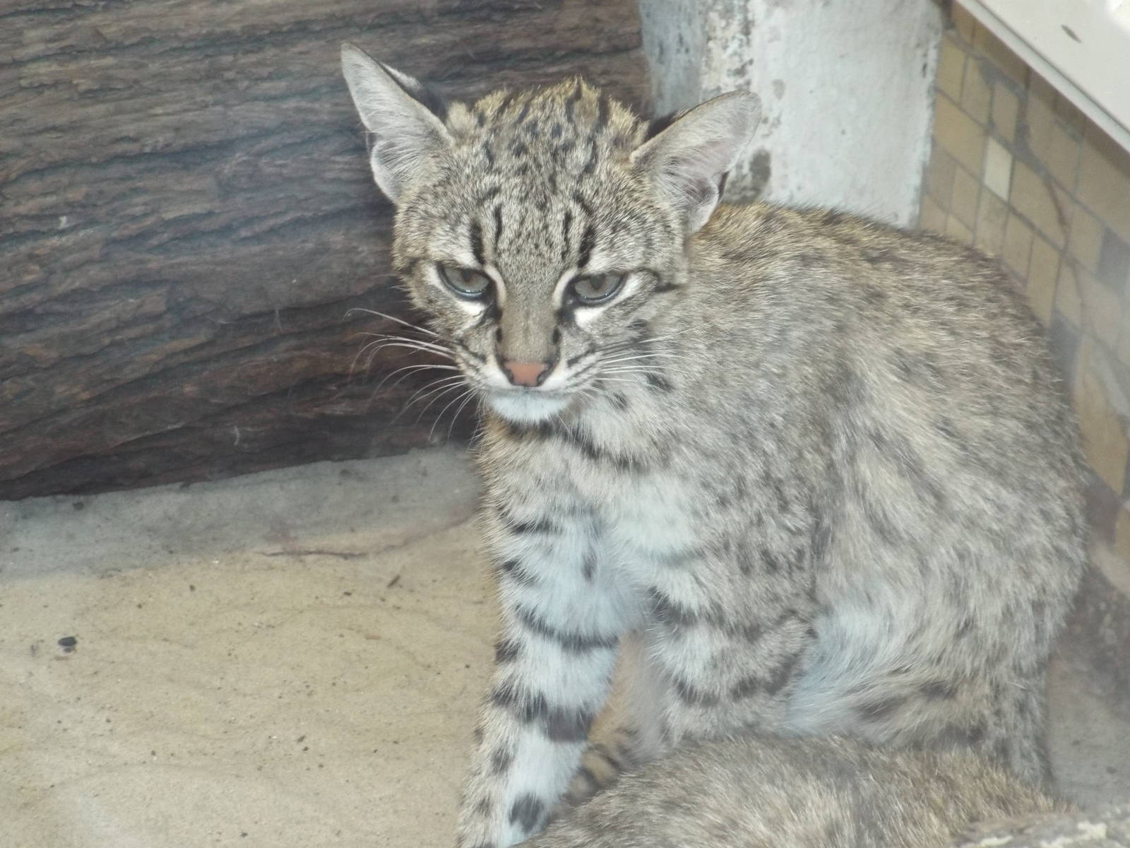 Chacoan Geoffroy's Cat (Leopardus geoffroyi salinarum) at Tierpark Berlin -