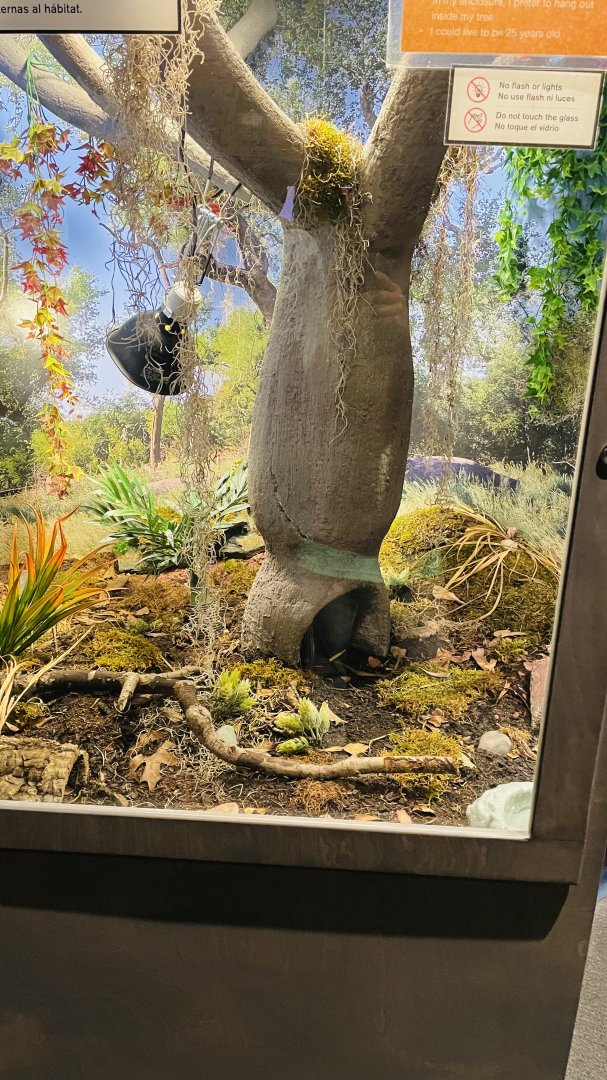 Chacoan Golden Knee Tarantula Enclosure