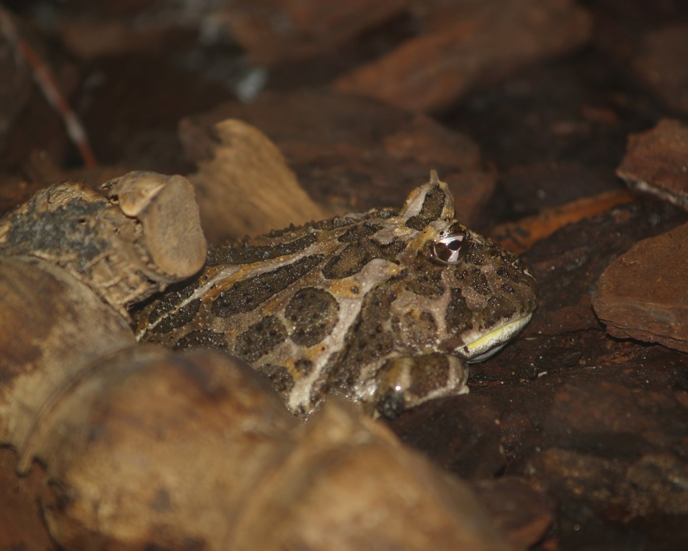 Chacoan horned frog (Ceratophrys cranwelli), 2007-04-01