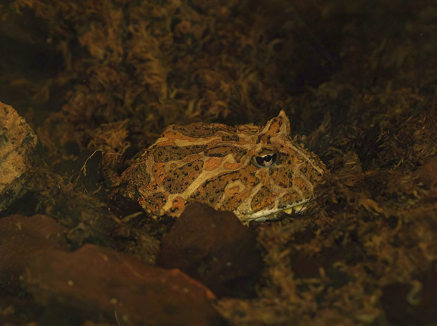 Chacoan horned frog (Ceratophrys cranwelli), 2008-08-06