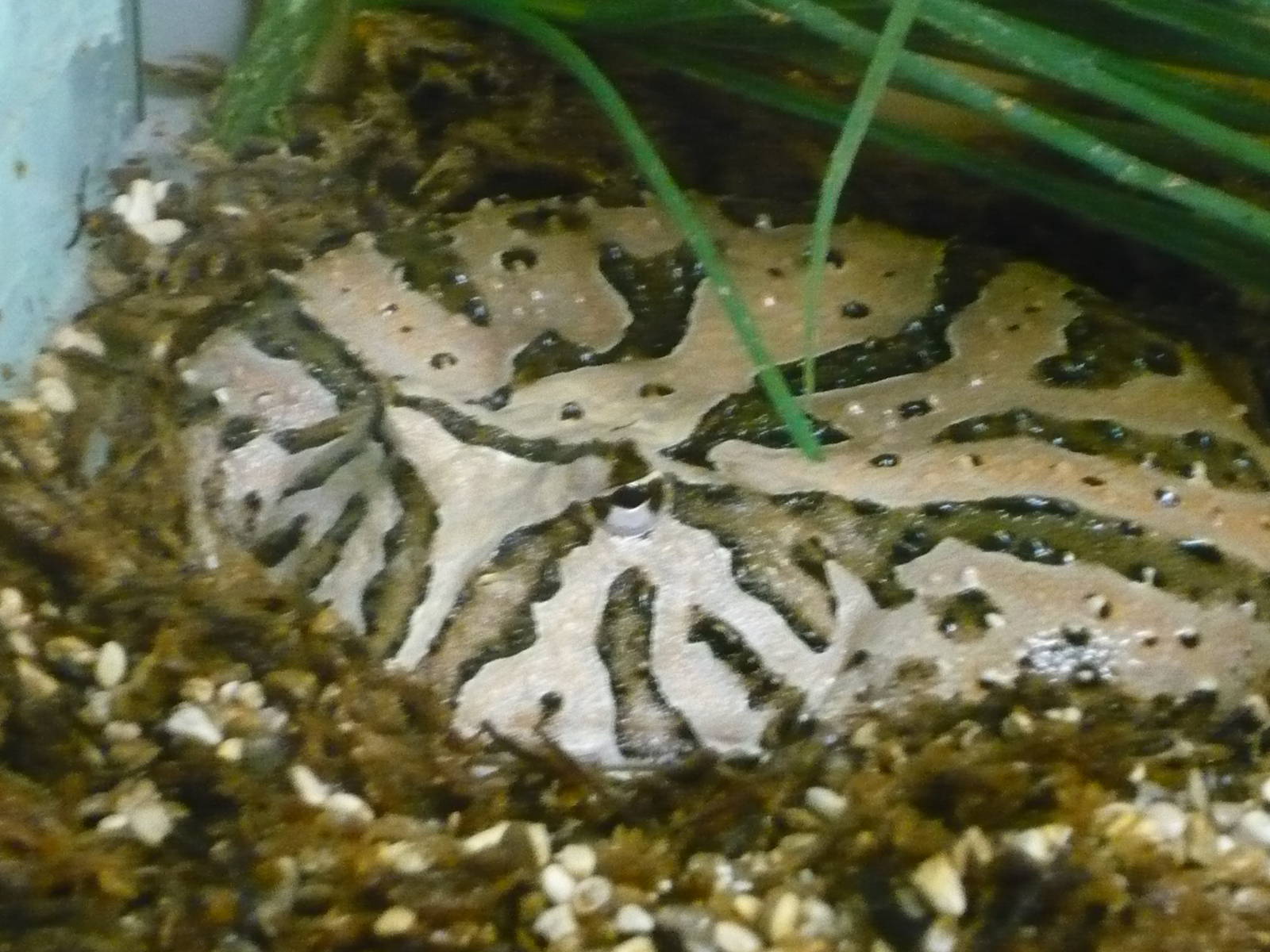 Chacoan horned frog (Ceratophrys cranwelli)